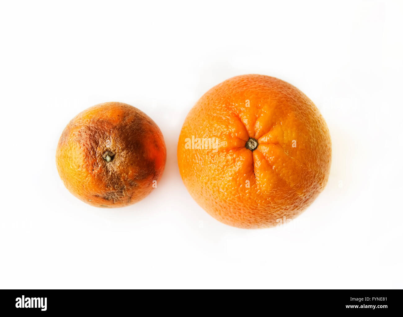 Deux oranges - frais mûrs et moche pourrie, vue du dessus sur fond blanc Banque D'Images
