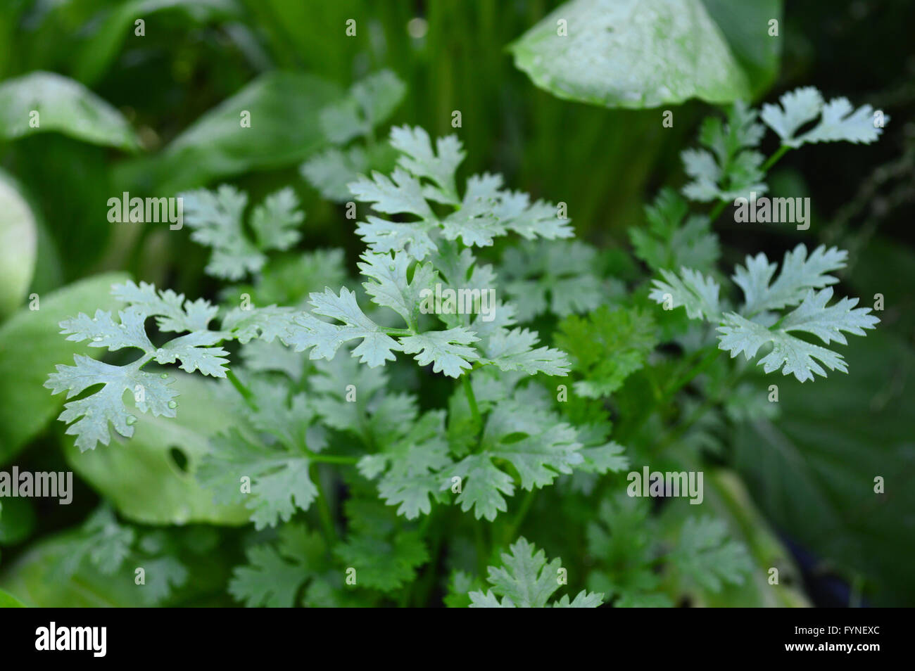 La coriandre, Coriandrum sativum, de la famille des Apiaceae, centrale de la Thaïlande Banque D'Images