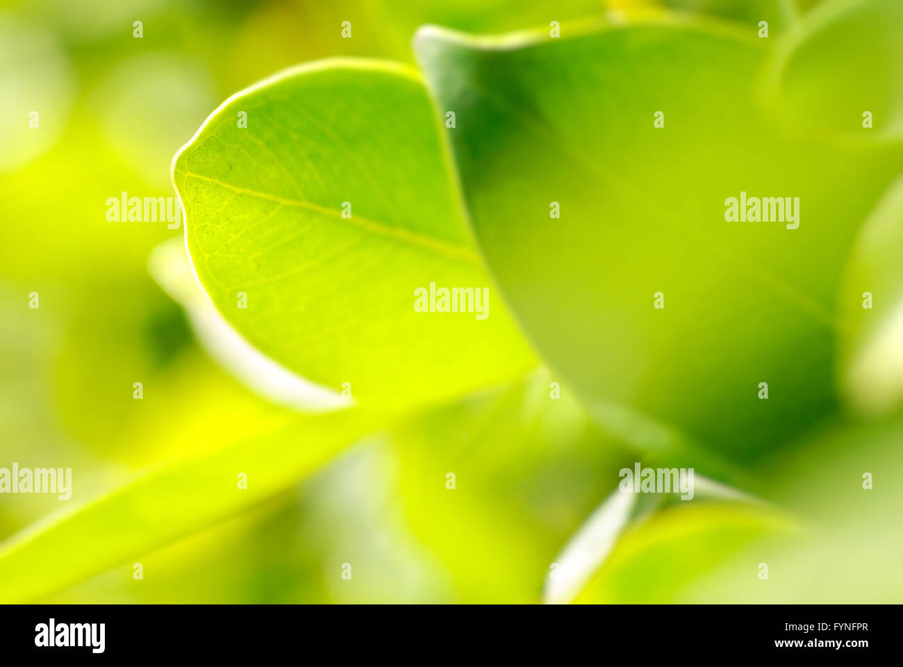 Feuillage riche. macro shot, peu profonde dof. Banque D'Images
