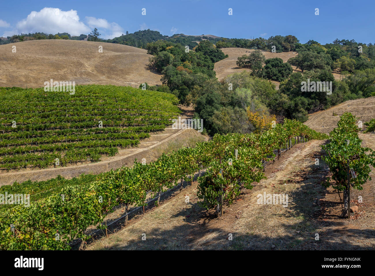 Vigne Raisin Raisin, vignes, vignoble, vignes, vue de l'entreprise vinicole Hanna, Healdsburg, Alexander Valley, Sonoma County, Californie Banque D'Images