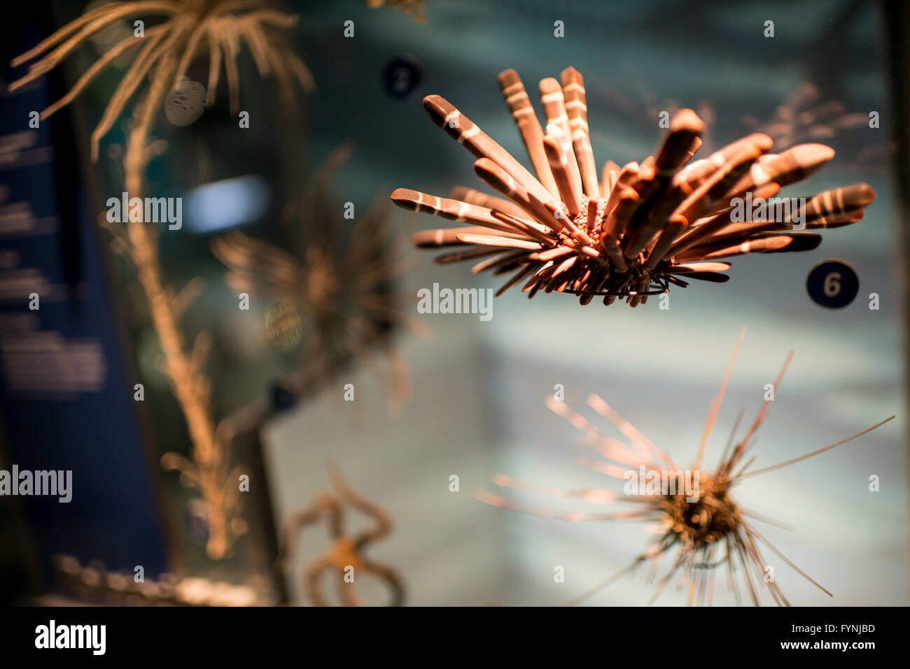 Exposition sur la vie marine Smithsonian National Museum of Natural History Washington DC // WASHINGTON DC - exposition sur la vie marine au Smithsonian National Museum of Natural History à Washington DC. Banque D'Images