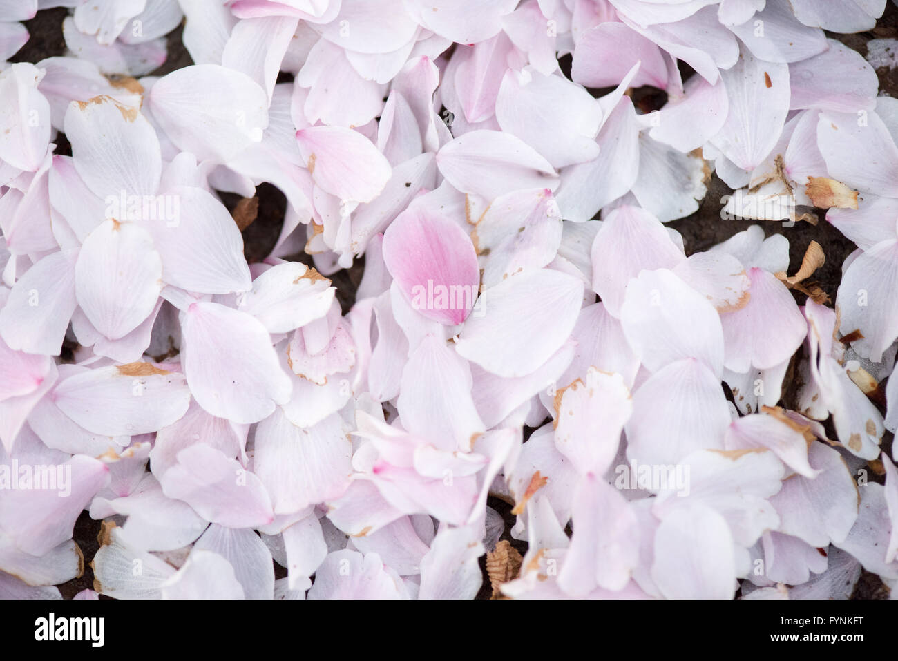 WASHINGTON DC, États-Unis — pétales roses sur le sol après la floraison. Les célèbres cerisiers en fleurs de Washington DC, et cadeau du Japon en 1912, en pleine floraison autour du Tidal Basin. La floraison maximale attire chaque année des centaines de milliers de touristes à Washington DC chaque printemps. Banque D'Images