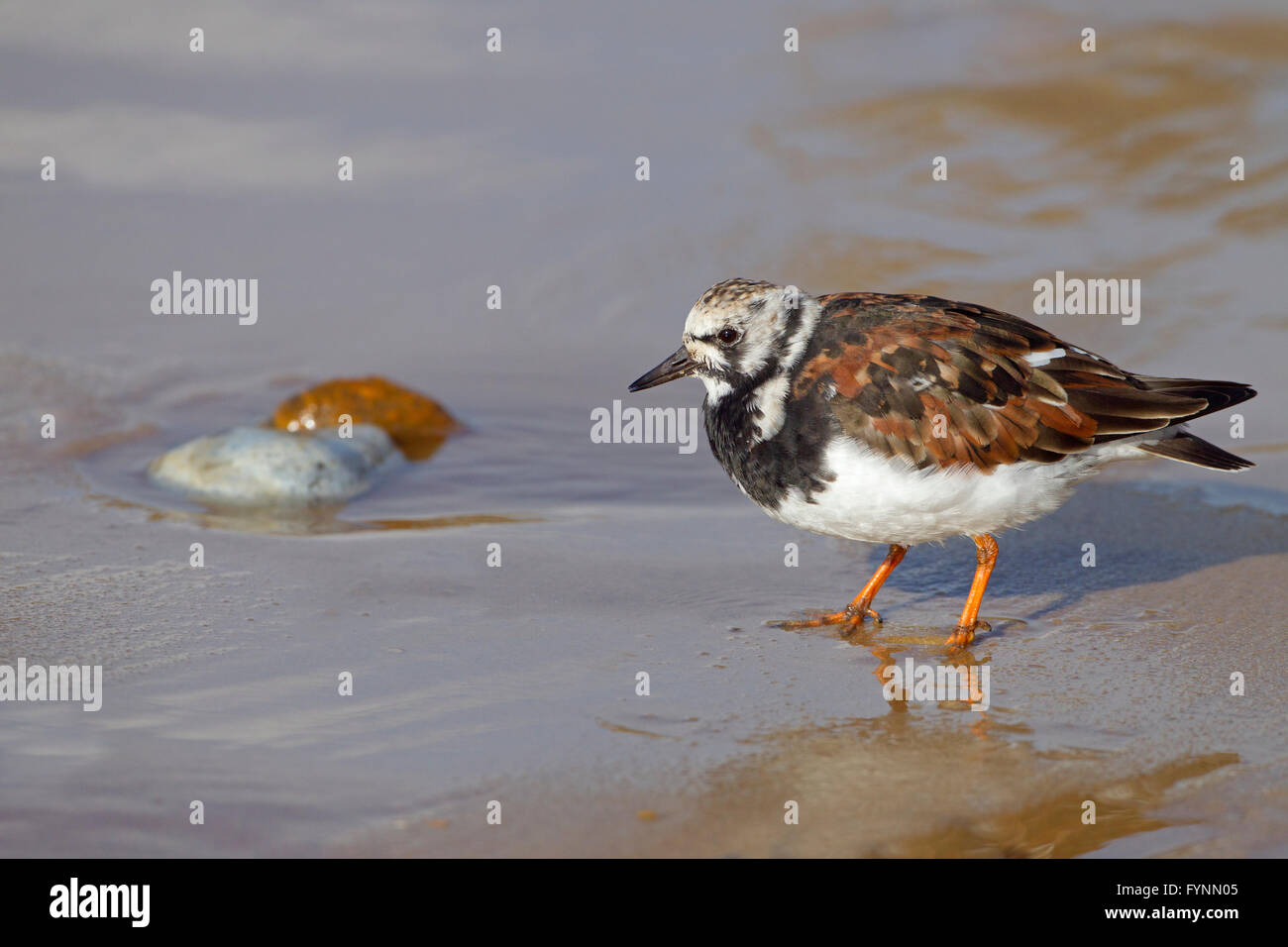 Turnstone Arenaria interprés en été plumage sur le point de migrer vers les aires de reproduction Banque D'Images