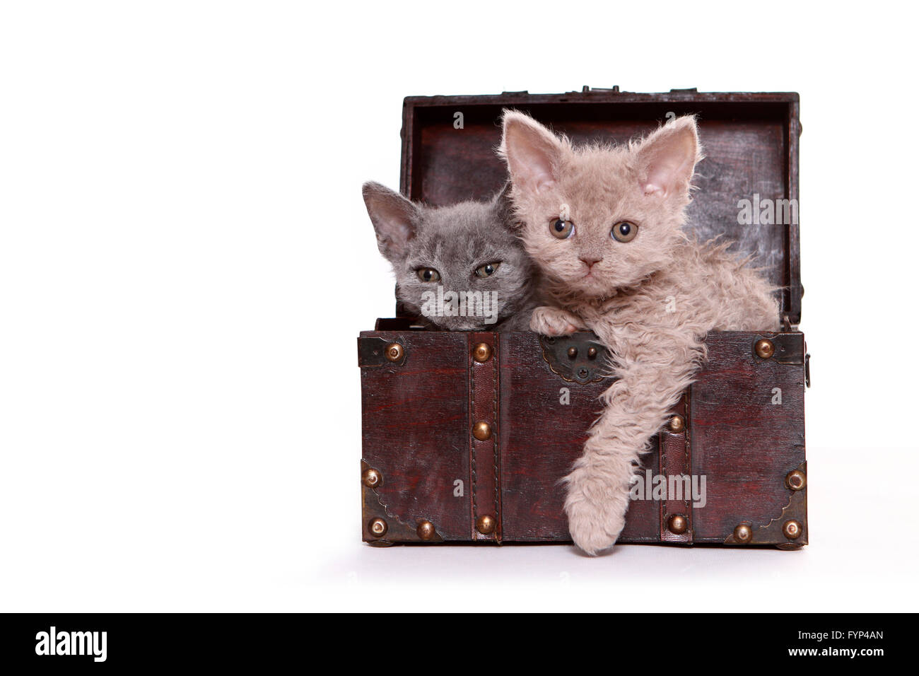 Selkirk Rex. Deux chatons dans un petit coffre à trésor. Studio photo sur un fond blanc. Banque D'Images