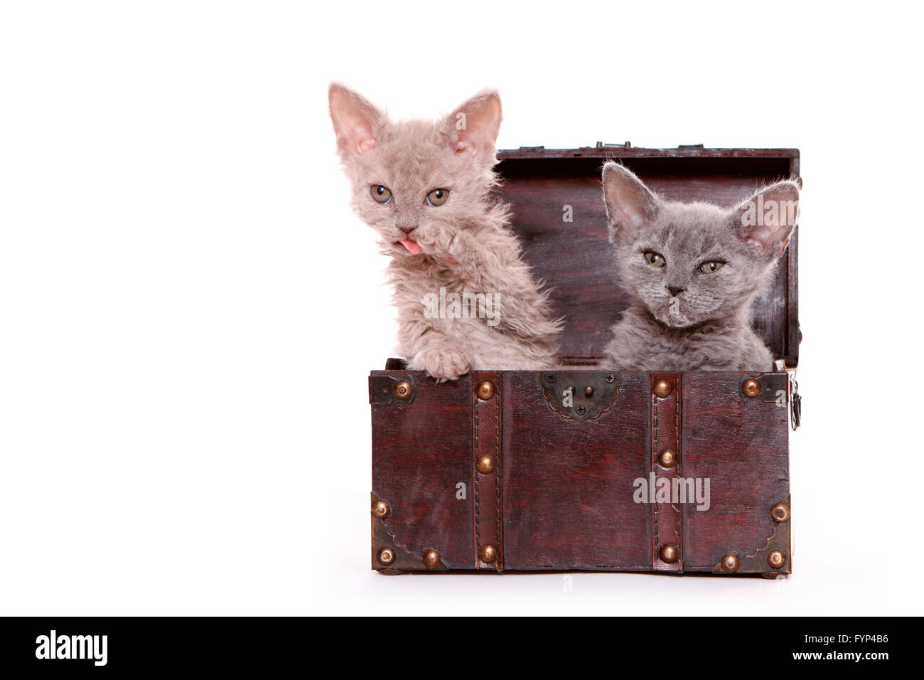 Selkirk Rex. Deux chatons dans un petit coffre à trésor. Studio photo sur un fond blanc. Banque D'Images