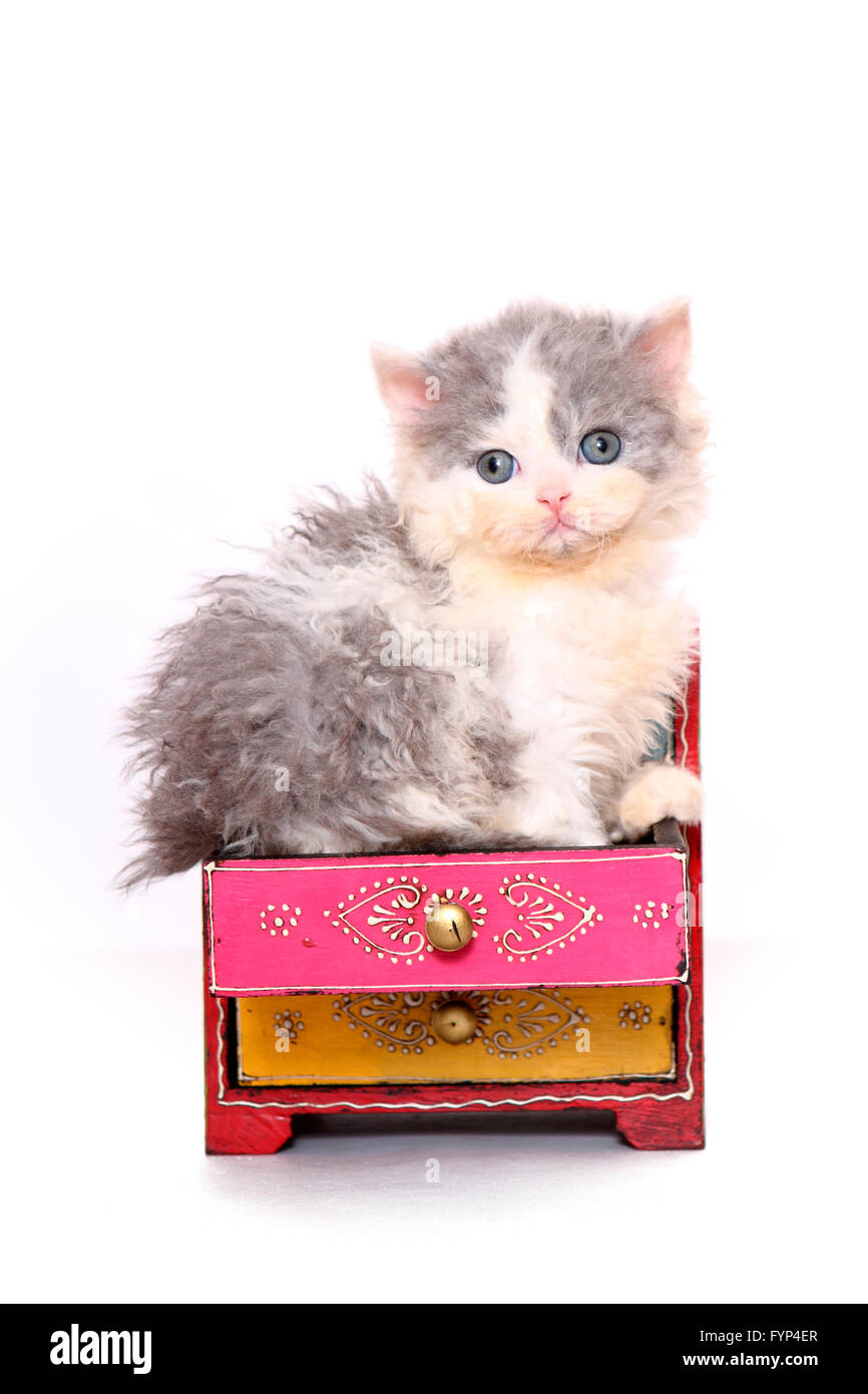 Selkirk Rex. Chaton (7 semaines) assis dans le tiroir d'une commode. Studio photo sur un fond blanc. Allemagne Banque D'Images