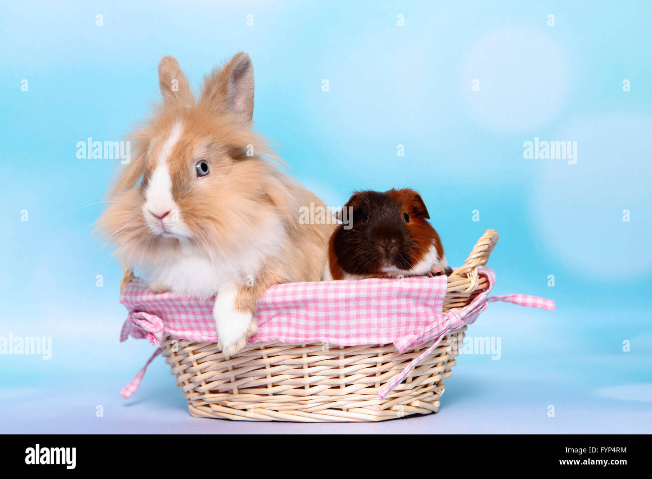 Lapin nain à tête de lion et à poil lisse Cochon assis dans un panier. Studio photo sur un fond bleu Banque D'Images
