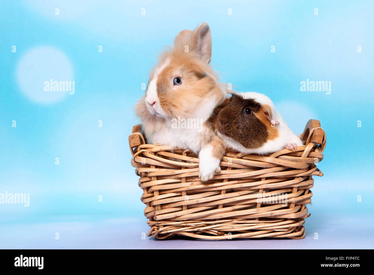 Lapin nain à tête de lion et à poil lisse Cochon assis dans un panier. Studio photo sur un fond bleu Banque D'Images