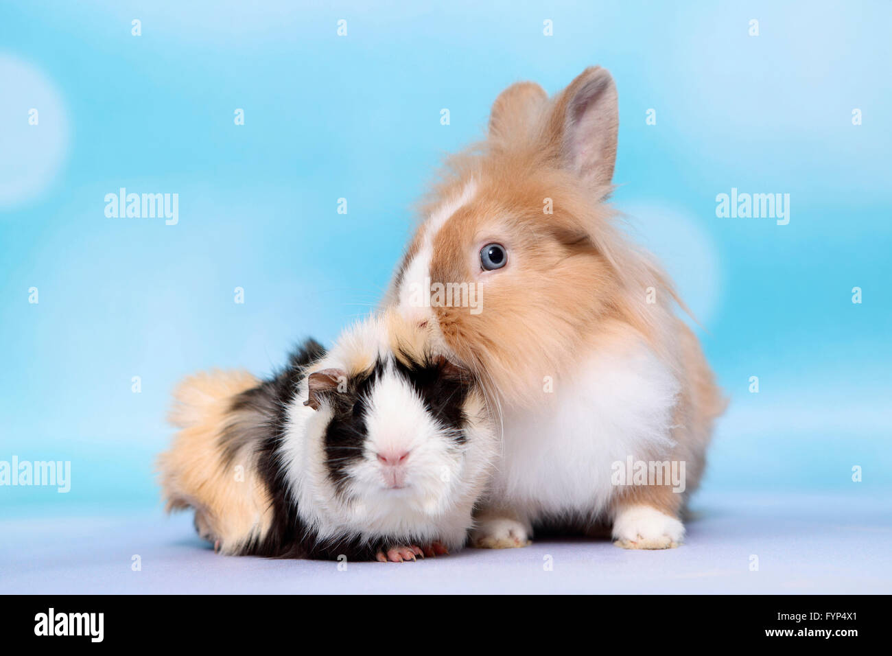 Lapin nain à tête de lion et cobaye Abyssin assis à côté de l'autre. Studio photo sur un fond bleu Banque D'Images