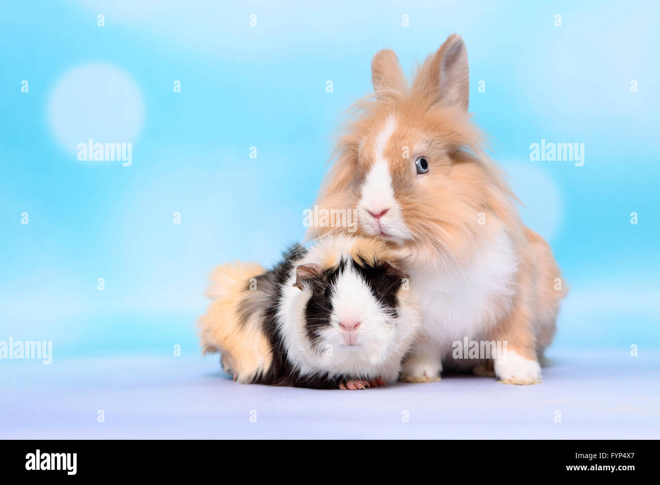 Lapin nain à tête de lion et cobaye Abyssin assis à côté de l'autre. Studio photo sur un fond bleu Banque D'Images