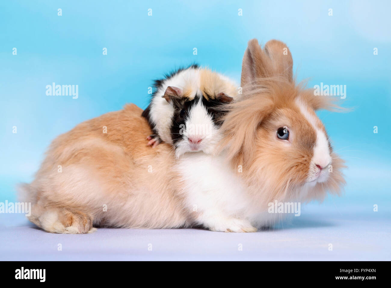 Cobaye abyssin sur lapin nain à tête de lion. Studio photo sur un fond bleu. Allemagne Banque D'Images