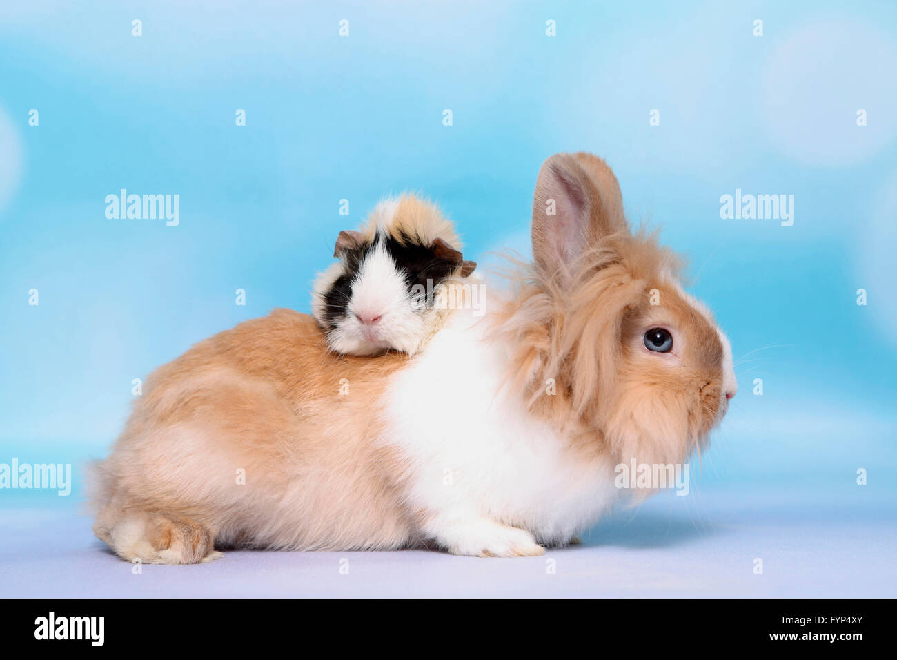 Cobaye abyssin sur lapin nain à tête de lion. Studio photo sur un fond bleu. Allemagne Banque D'Images
