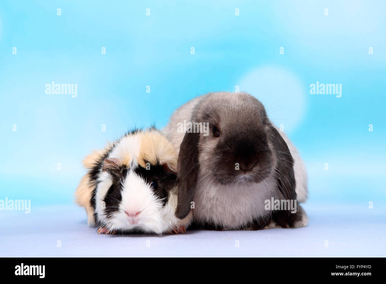 Lop-eared lapin nain et cochon d'Abyssin assis à côté de l'autre. Studio photo sur un fond bleu. Allemagne Banque D'Images