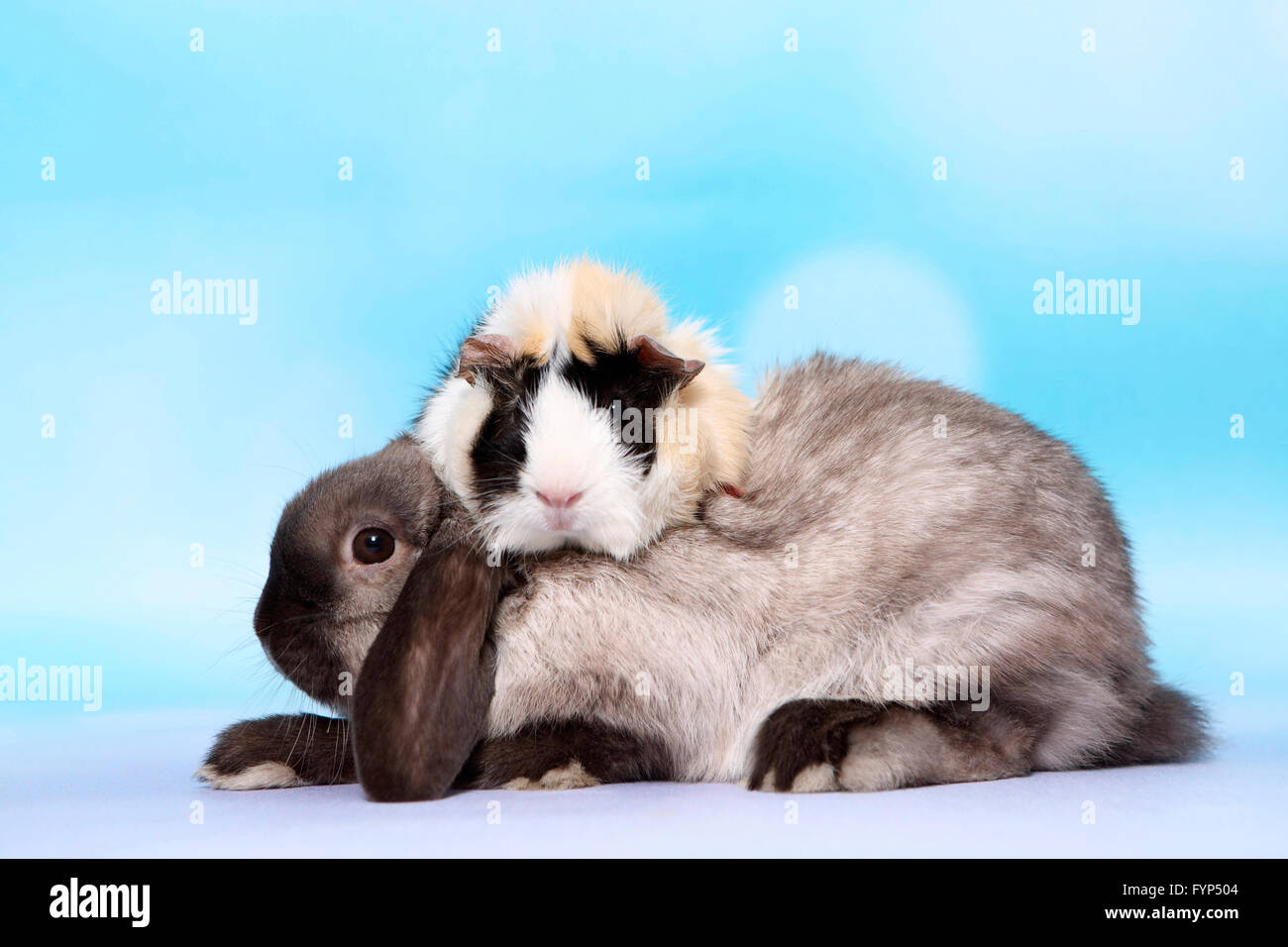 Le Cobaye abyssin Lop-à oreilles de lapin nain. Studio photo sur un fond bleu. Allemagne Banque D'Images