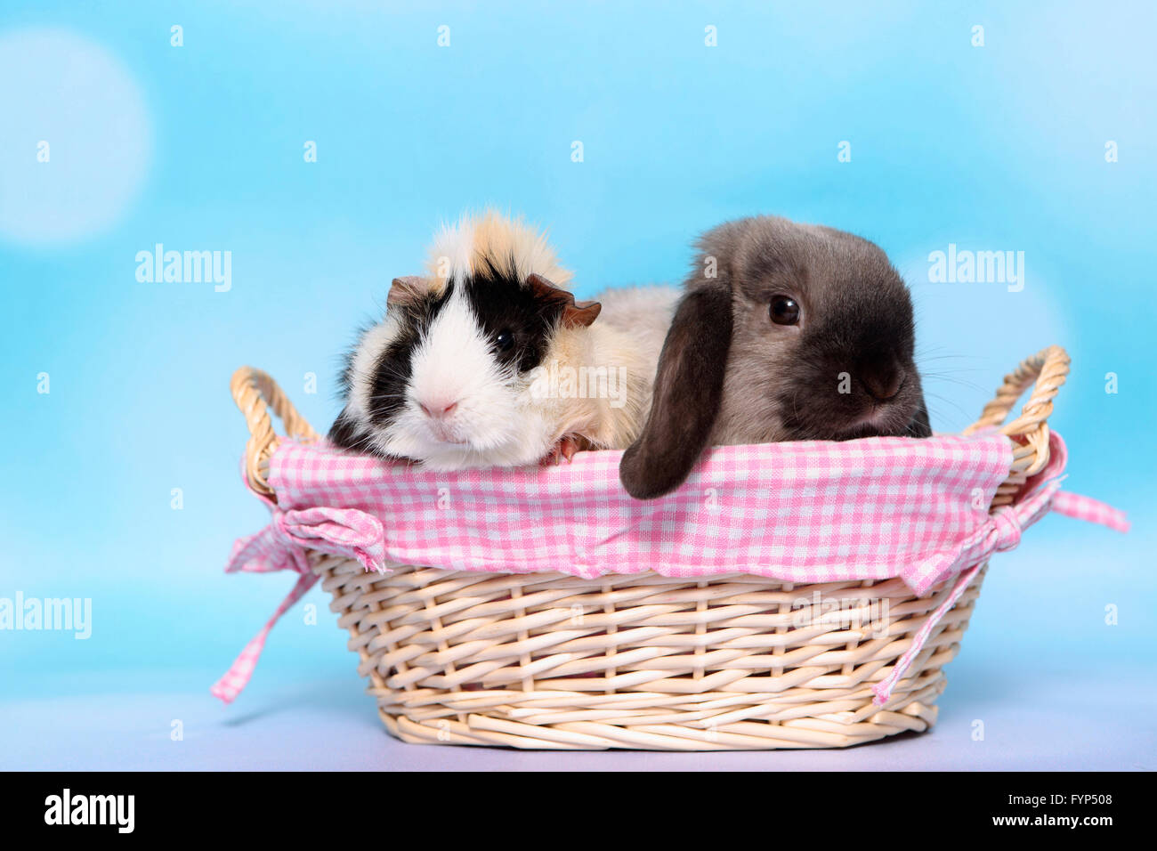 Lop-eared lapin nain et cochon d'Abyssin assis dans un panier. Studio photo sur un fond bleu. Allemagne Banque D'Images