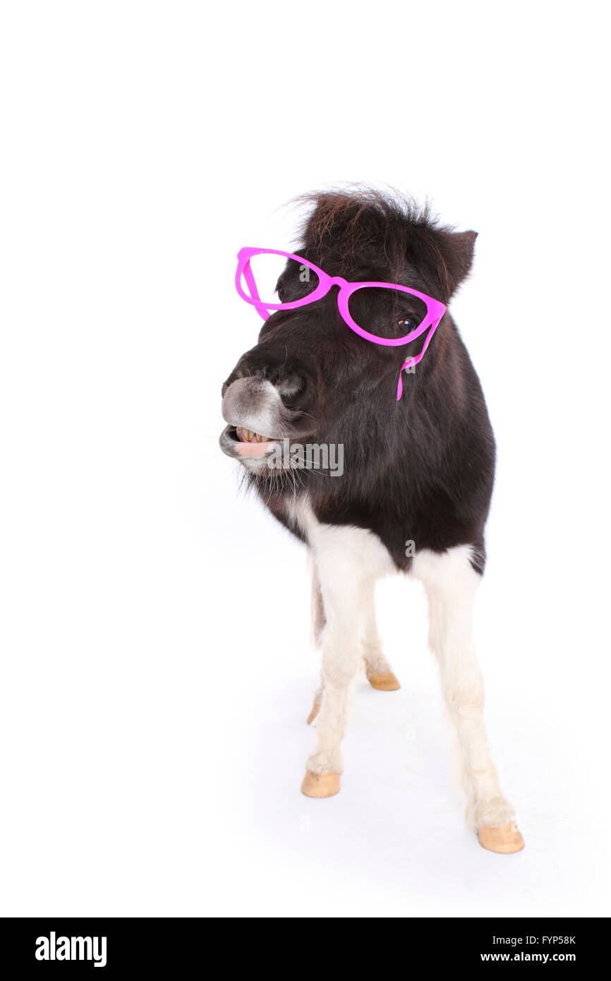 Poney Shetland. Portrait de piebald mare portant des lunettes roses, faisant le flehmen. Studio photo sur un fond blanc. Allemagne Banque D'Images