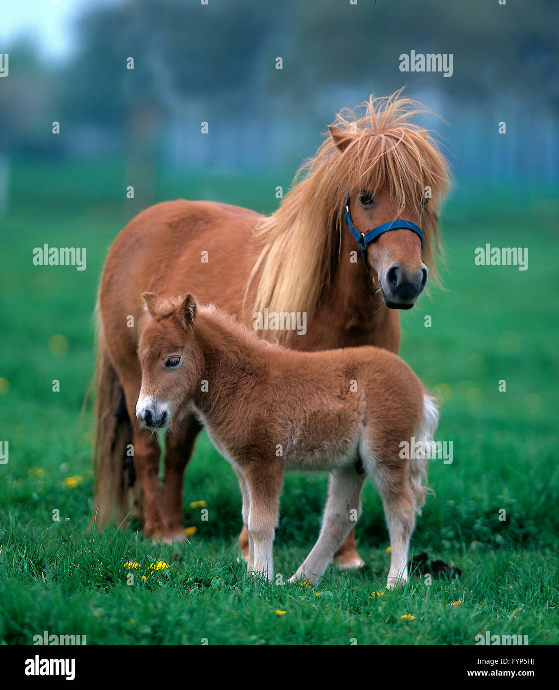 Miniature Shetland Pony Chestnut Foal Banque D Image Et Photos Alamy