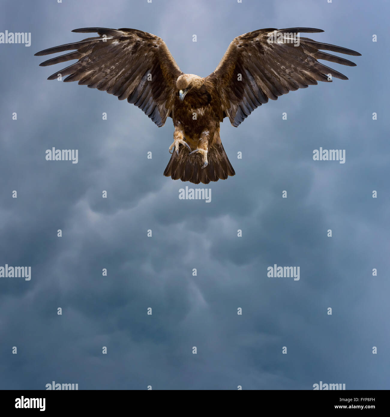 L'aigle royal dans le ciel sombre Banque D'Images