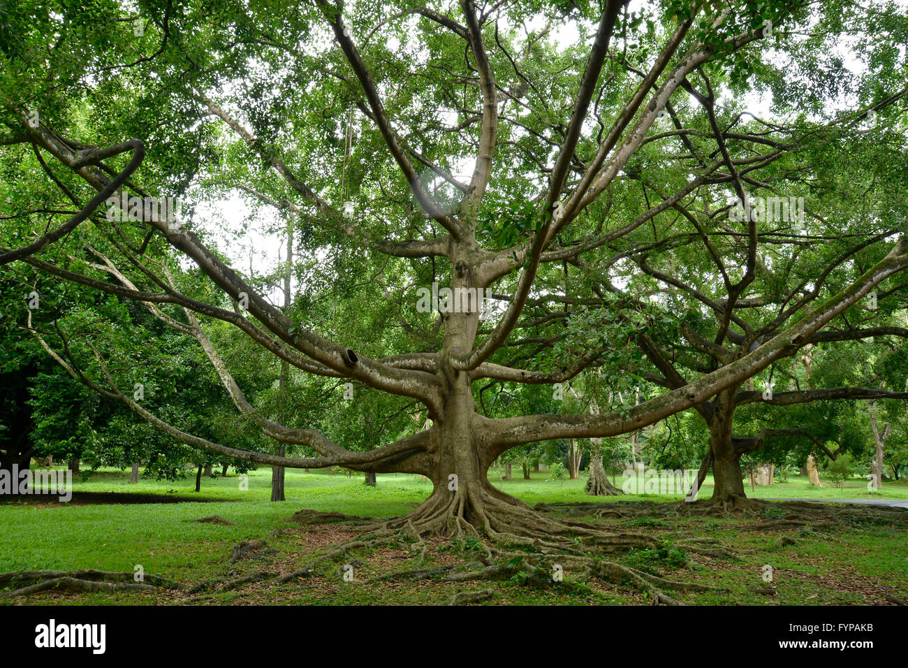 Birkenfeige (Ficus benjamina), Royal Botanical Gardens, Peradeniya, Kandy, Sri Lanka Banque D'Images