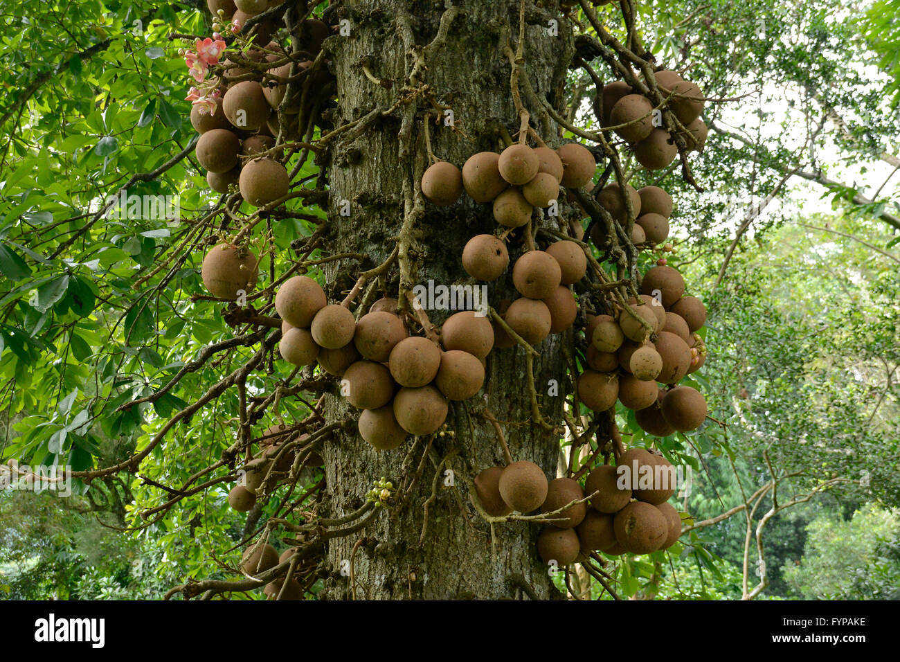 Kanonenkugelbaum (Couroupita guianensis), Royal Botanical Gardens, Peradeniya, Kandy, Sri Lanka Banque D'Images