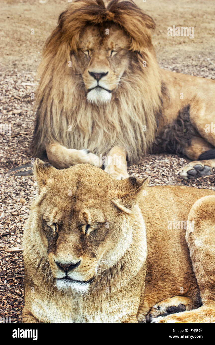 Lion De Latlas Vs Lion Dafrique Couple de lions de barbarie - Panthera leo leo. L'homme et de la femme. Lion  de l'Atlas. Espèces en danger critique d'extinction Photo Stock - Alamy