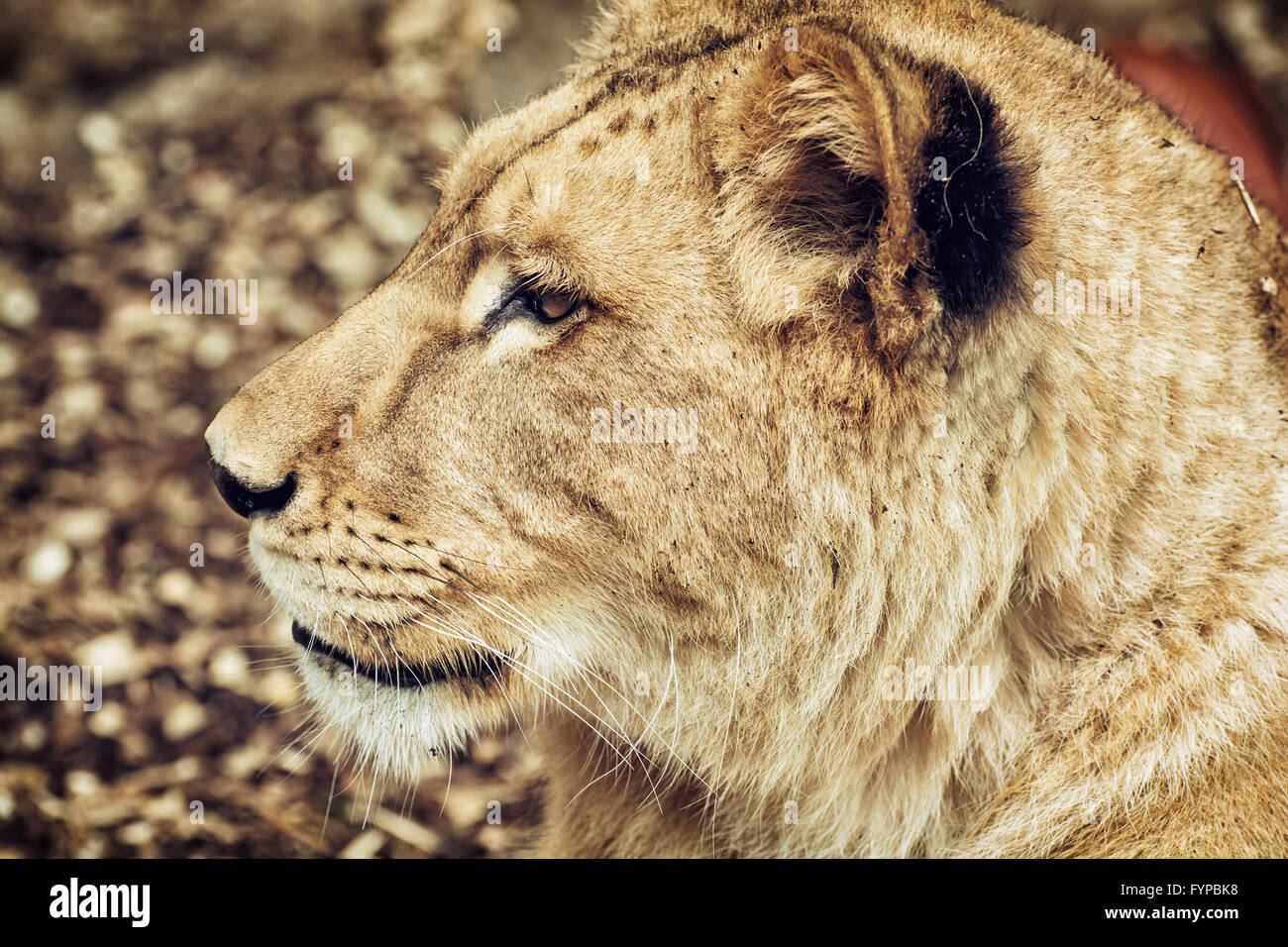 Portrait d'un Barbary lion - Panthera leo leo. Portrait d'animaux. Lionne libre. Lion de l'Atlas. Espèces en danger critique d'extinction. Side Banque D'Images