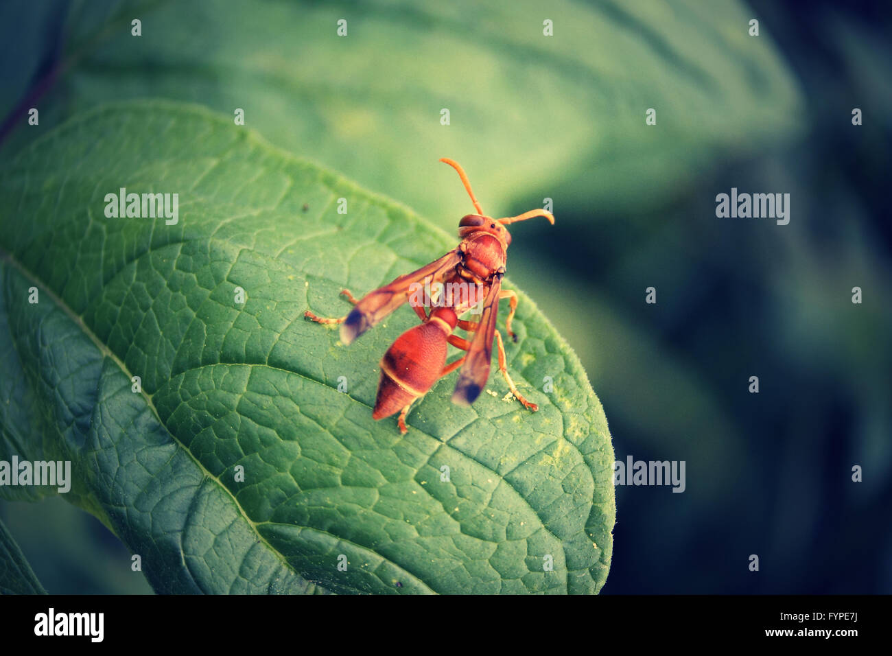 Paper wasp, Polistes sp. Banque D'Images