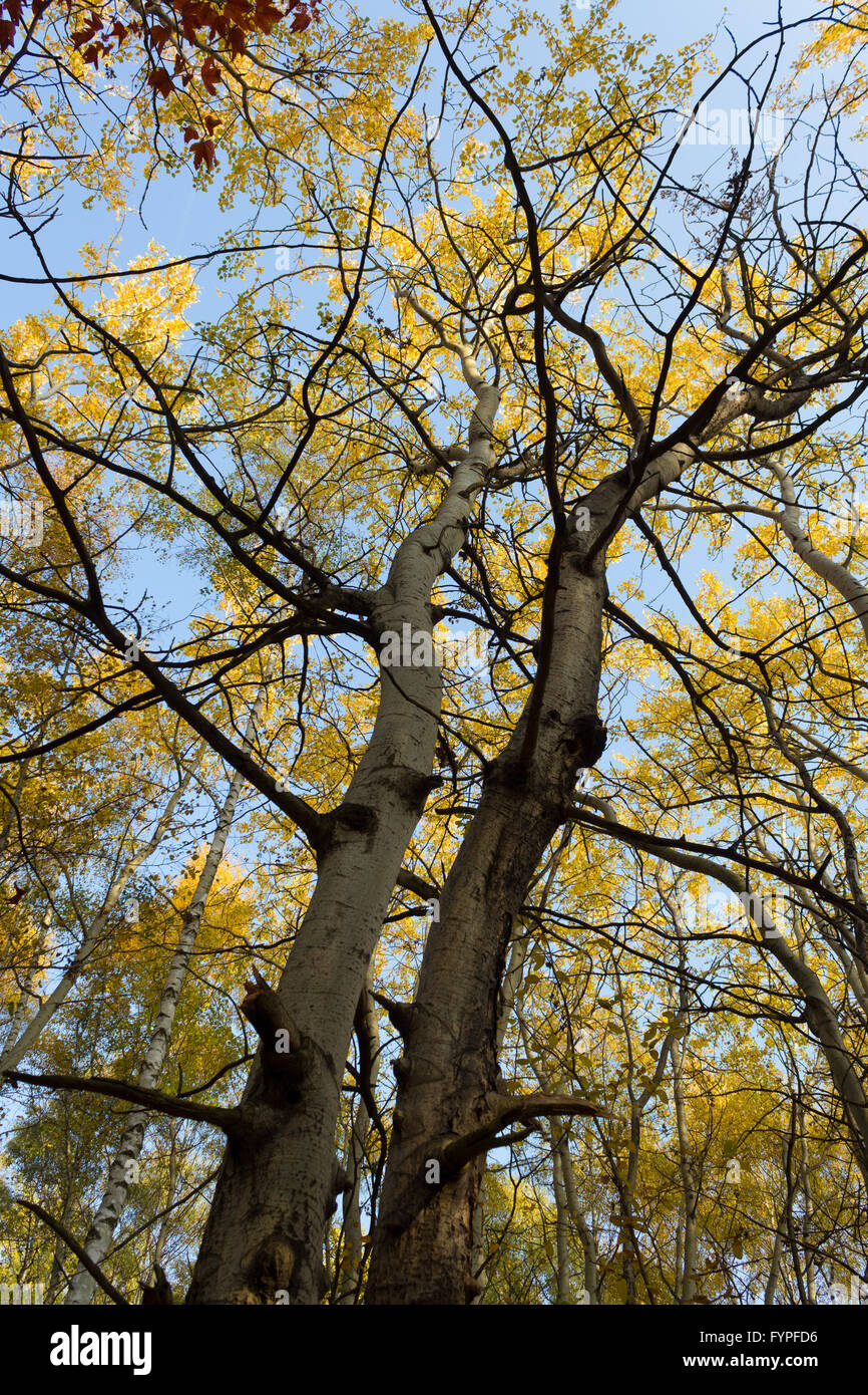 Les arbres avec des feuilles jaunes paysage d'automne Banque D'Images