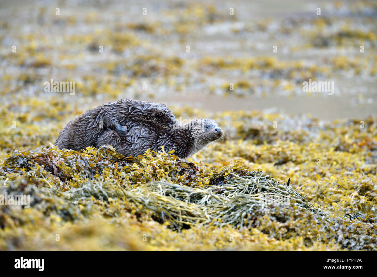 Loutre (Lutra lutra hémisphère), Isle of Mull, Scotland, UK Banque D'Images