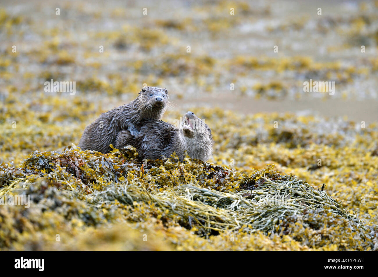 Loutre (Lutra lutra hémisphère), Isle of Mull, Scotland, UK Banque D'Images