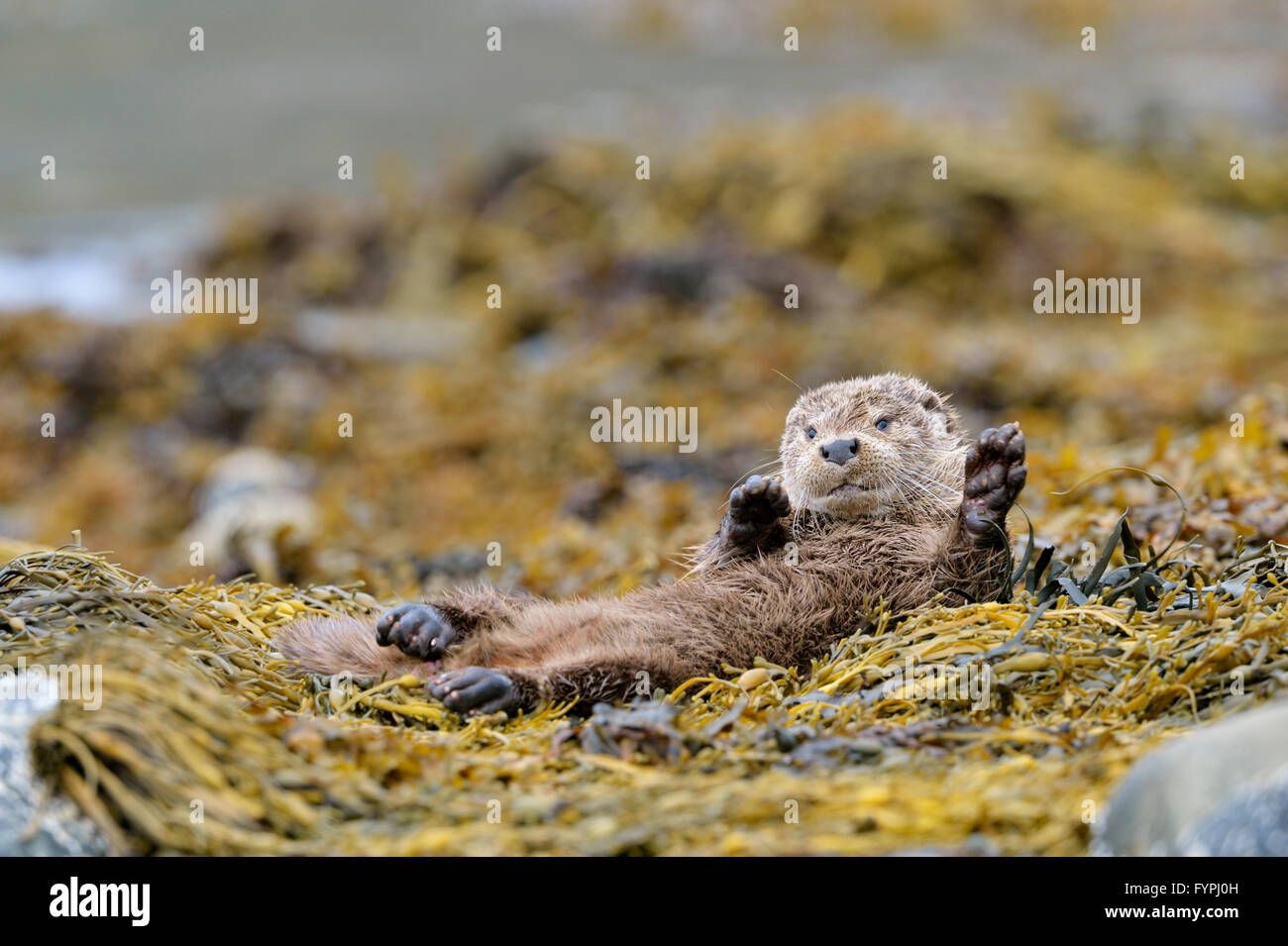 Loutre (Lutra lutra hémisphère) au repos sur l'algue. Isle of Mull, Scotland, UK Banque D'Images