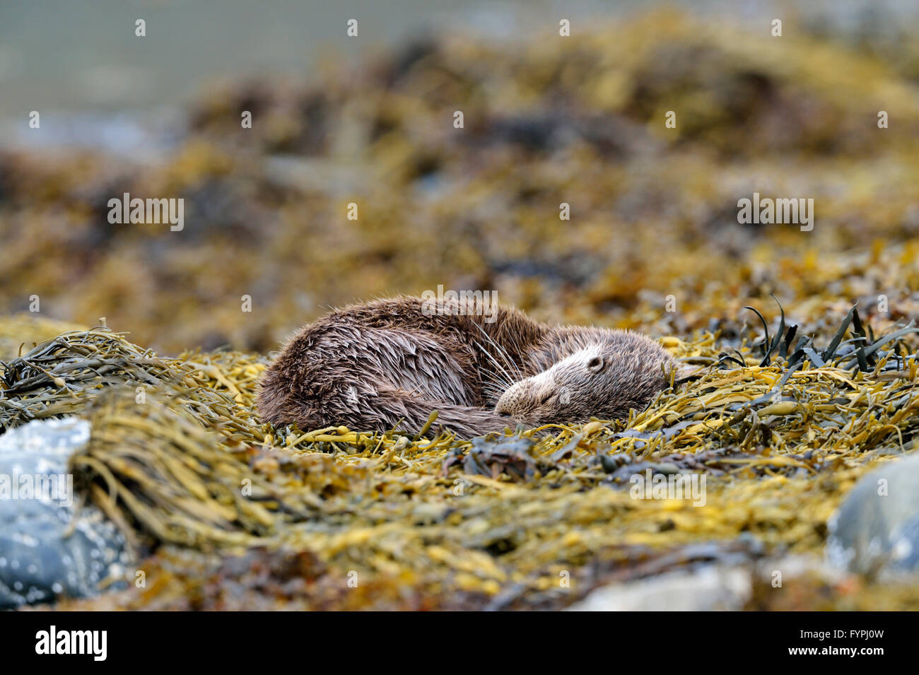 Loutre (Lutra lutra hémisphère) endormi sur l'algue. Isle of Mull, Scotland, UK Banque D'Images
