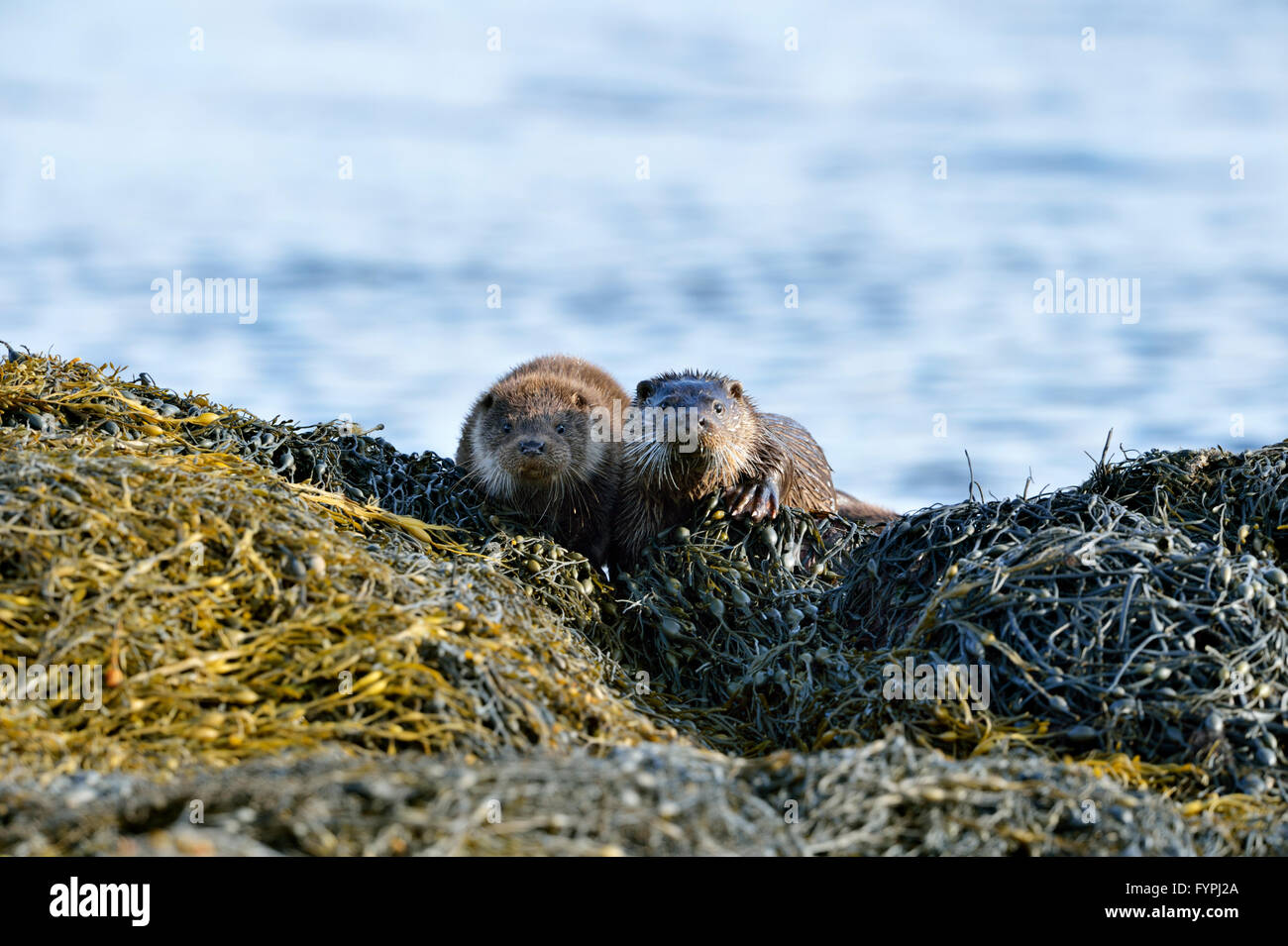 Deux jeunes loutres (Lutra lutra hémisphère). Isle of Mull, Scotland, UK Banque D'Images