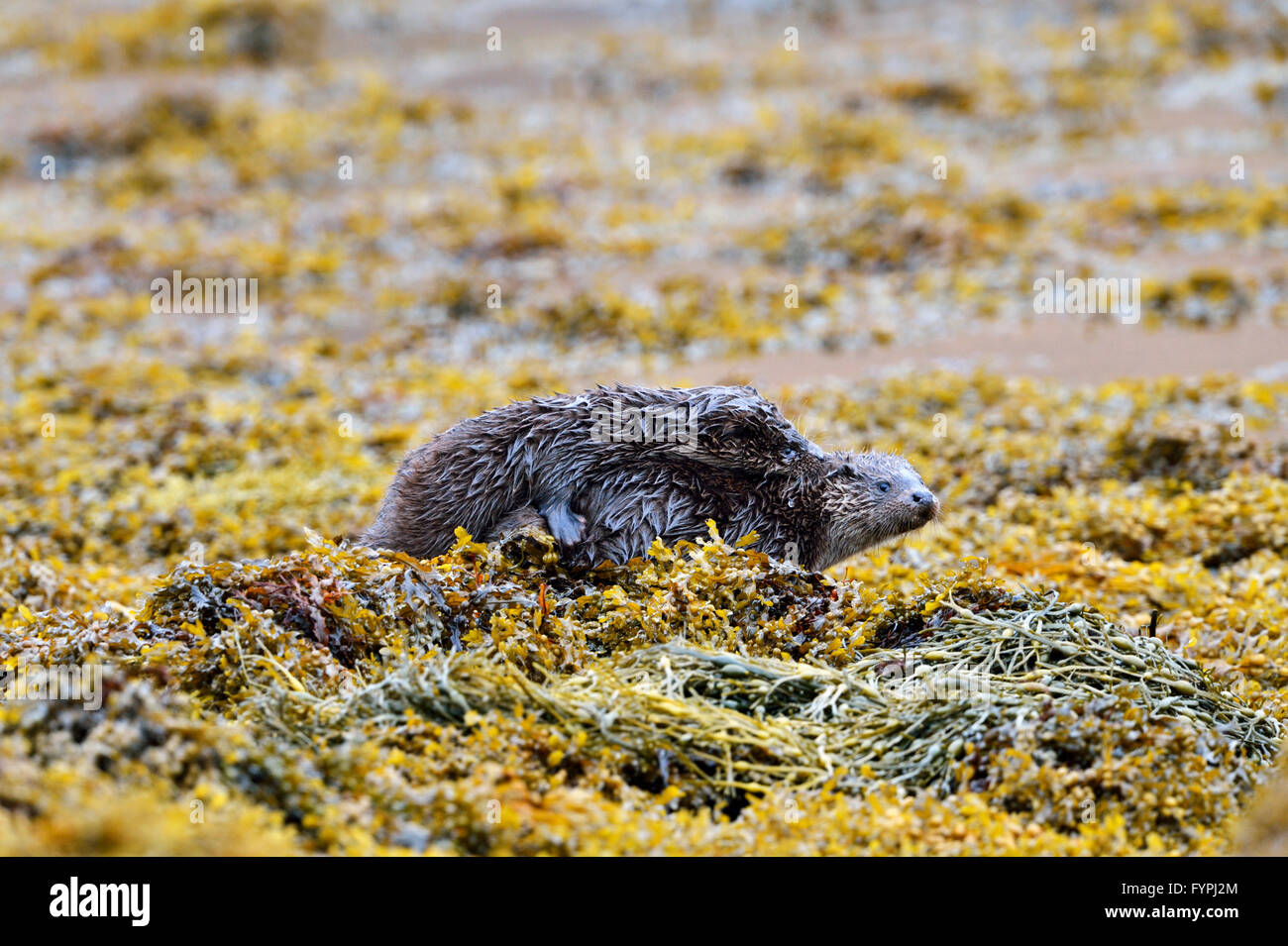 Hémisphère deux oursons jouant sur l'algue de la loutre (Lutra lutra). Isle of Mull, Scotland, UK Banque D'Images