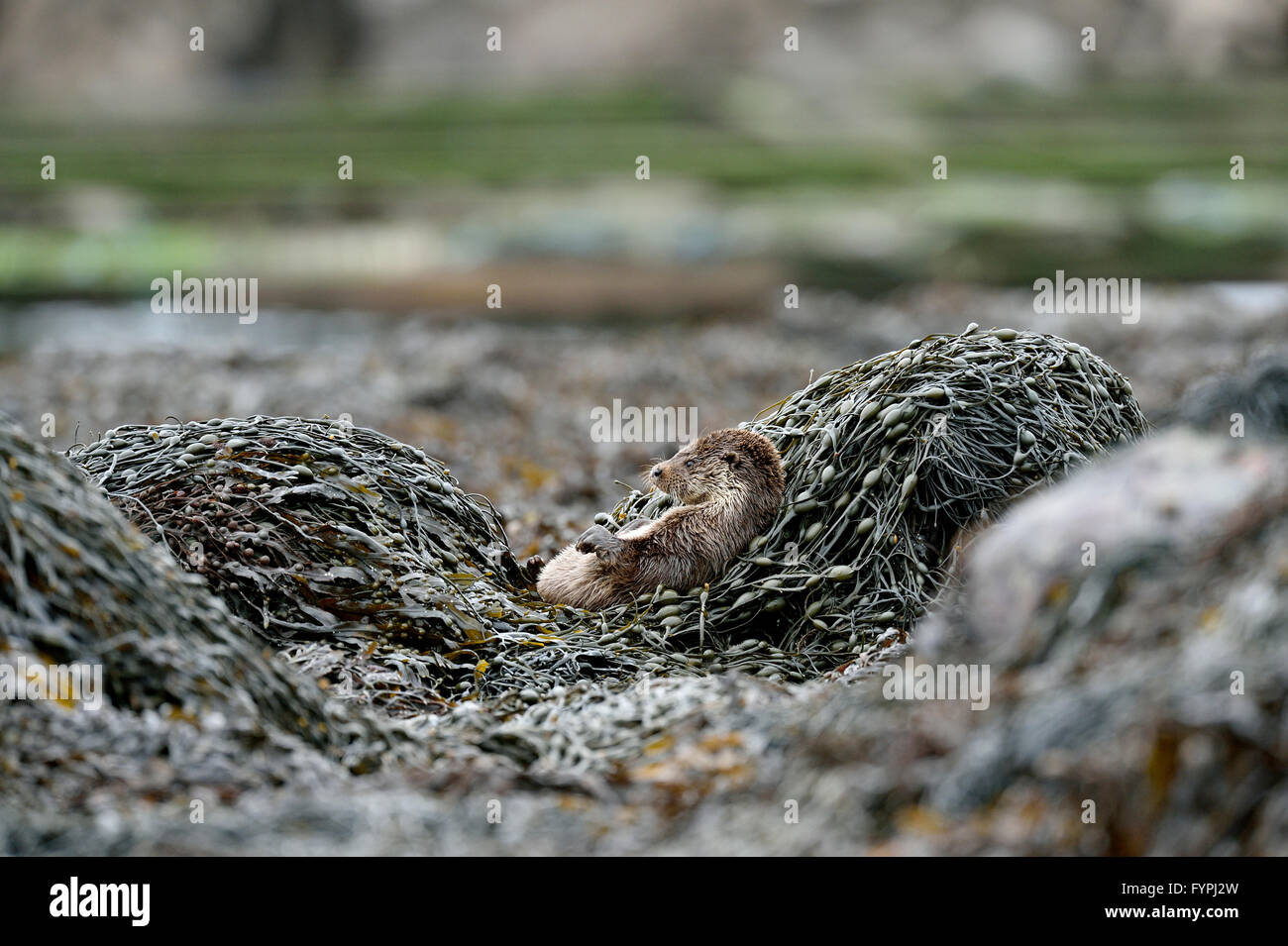 Loutre (Lutra lutra hémisphère) reposant sur l'algue Isle of Mull, Scotland, UK Banque D'Images