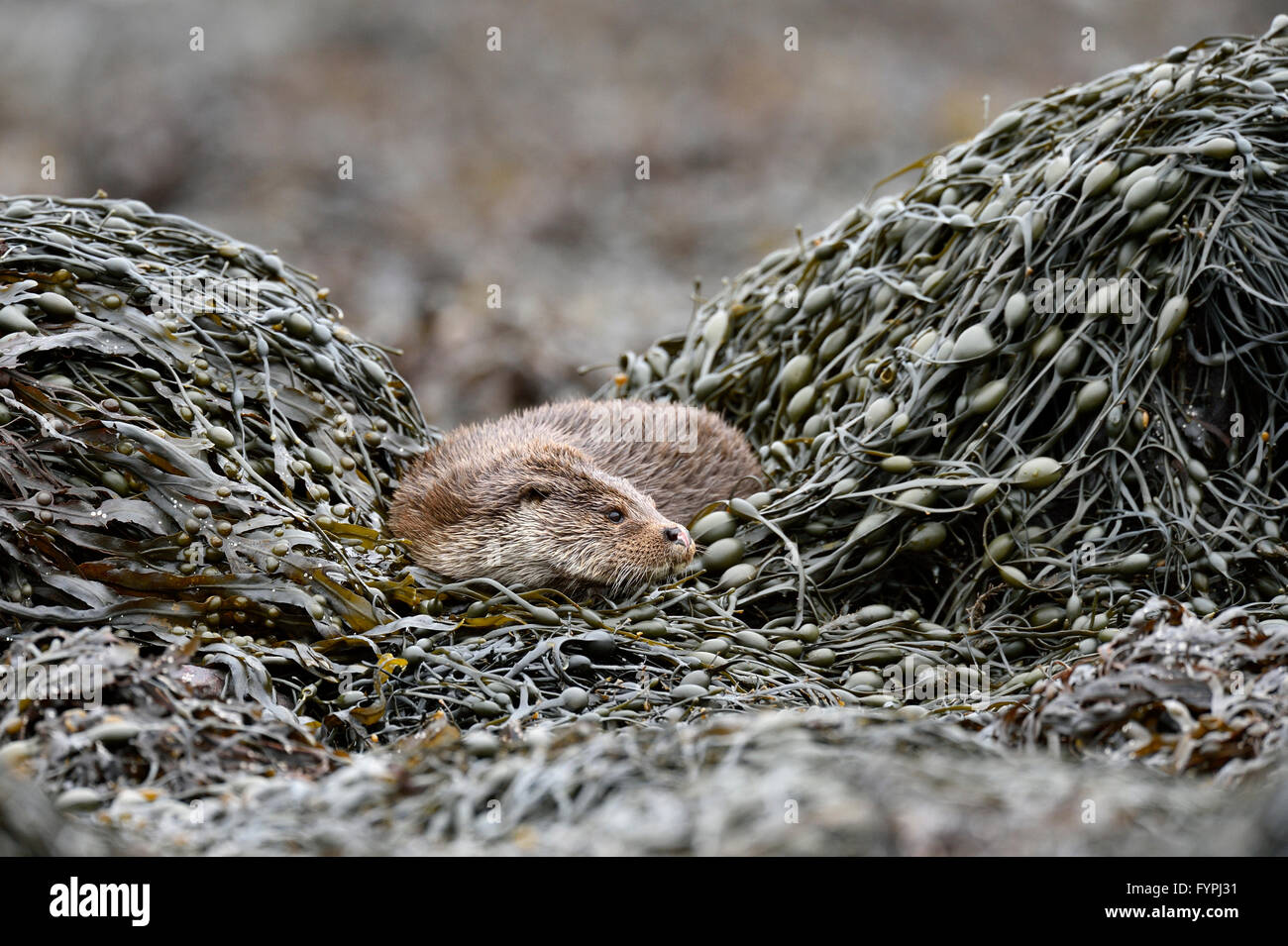 Loutre (Lutra lutra hémisphère) reposant sur l'algue. Isle of Mull, Scotland, UK Banque D'Images