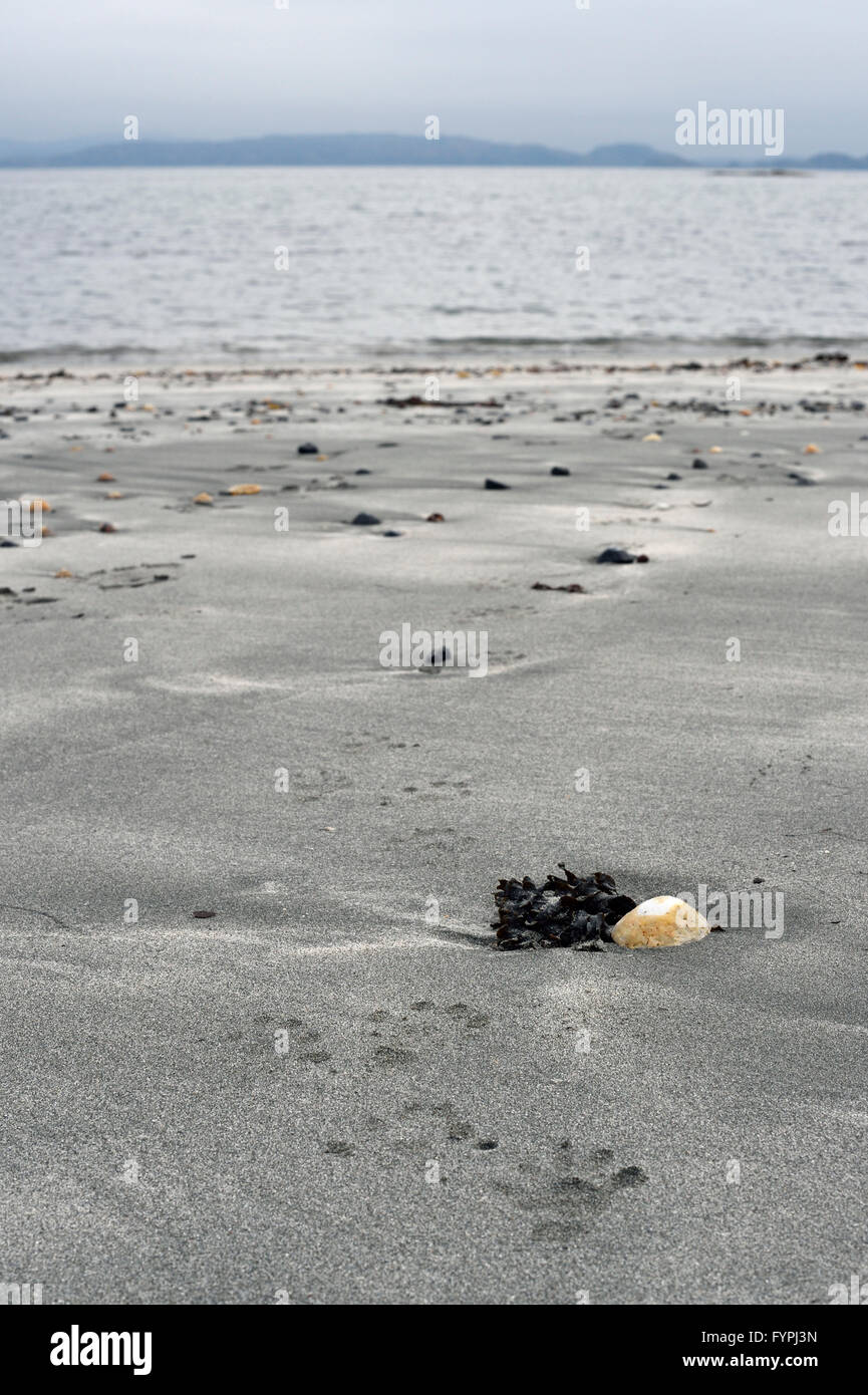 Hémisphère empreintes de loutre (Lutra lutra) dans le sable sur une plage, à disparaître dans la mer. Isle of Mull, Scotland, UK Banque D'Images