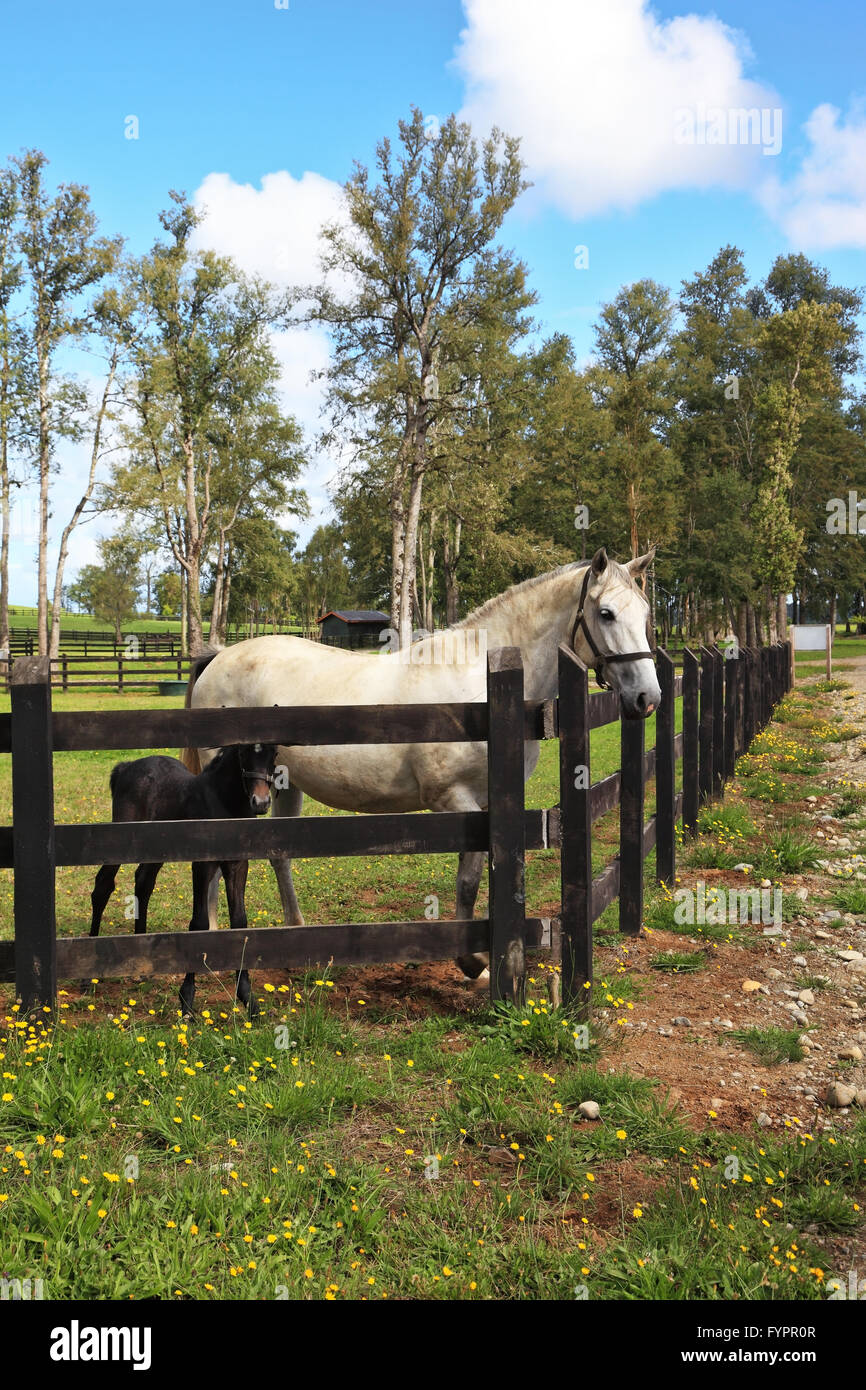 Cheval blanc pur-sang avec un charmant colt noir. Banque D'Images