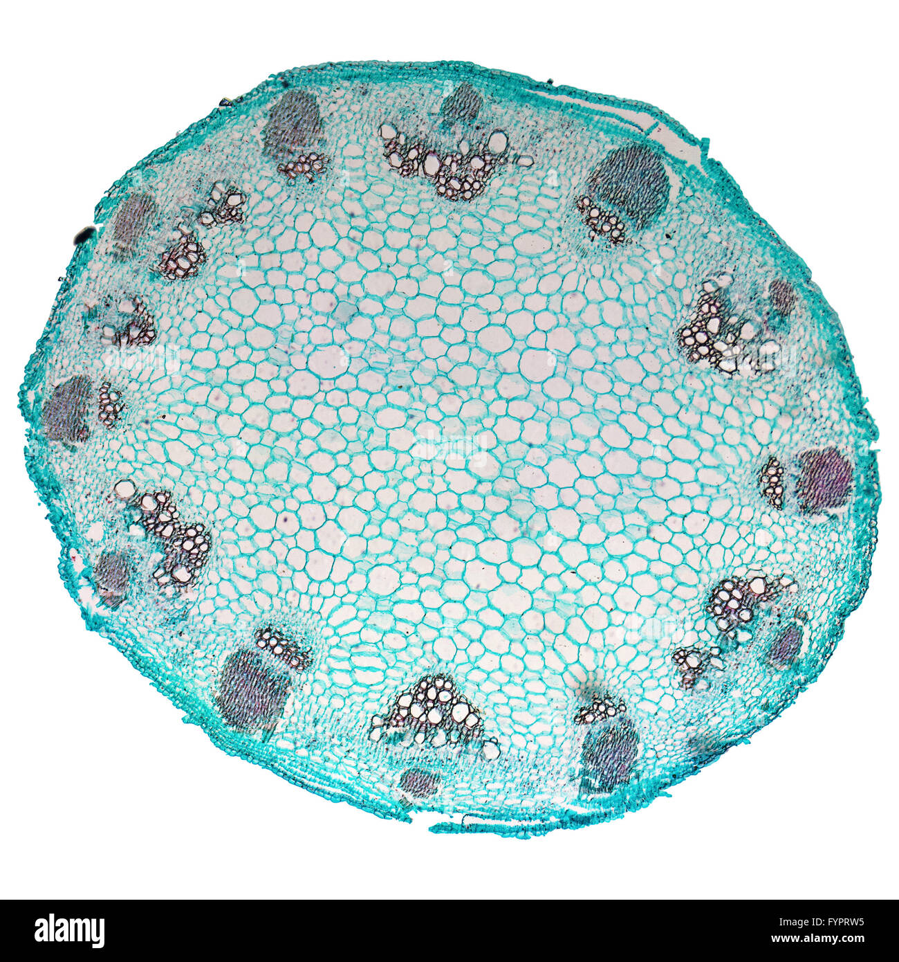 Heliansthus micrograph souches Banque D'Images