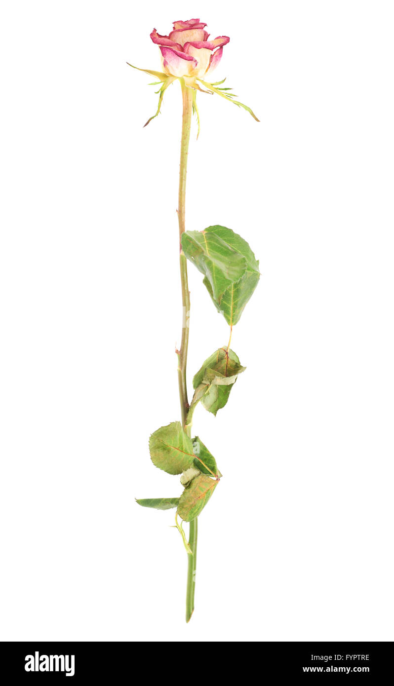 Rose séché au fond blanc Banque D'Images