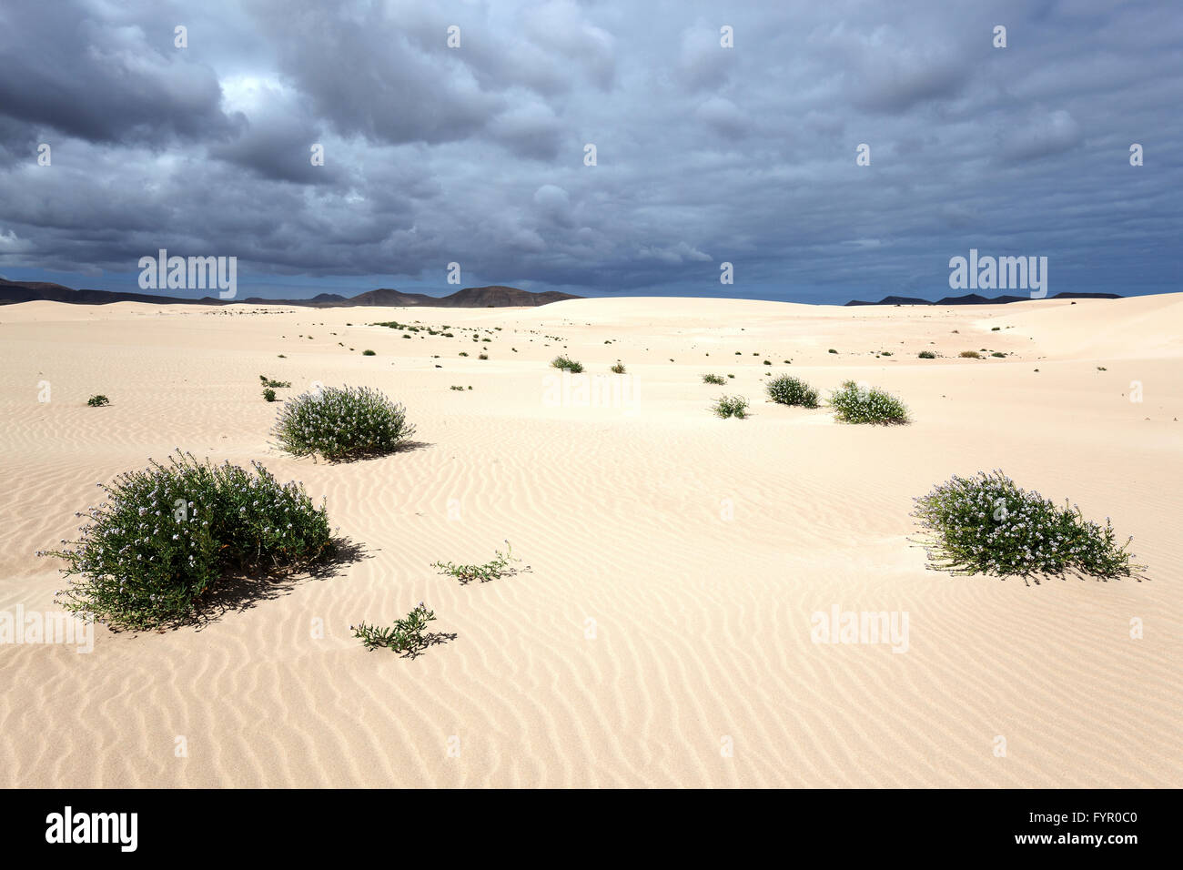 La floraison des plantes qui poussent dans les dunes de sable, dunes errantes El Jable, Las Dunas de Corralejo, parc naturel de Corralejo Banque D'Images