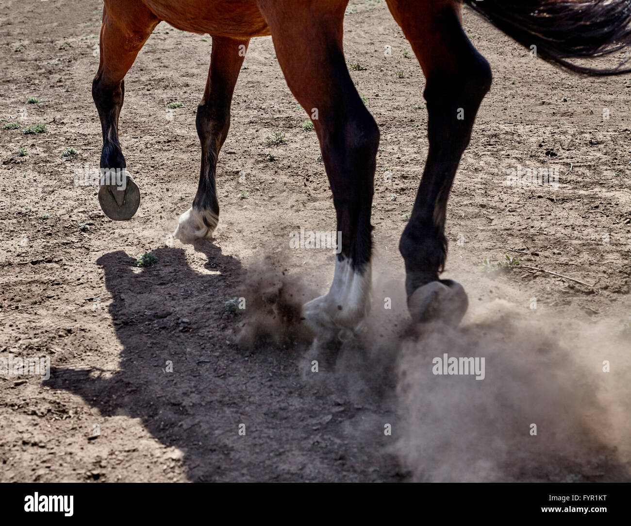 Cheval de dressage avec rider canter hoof jambes libre photographie Banque D'Images