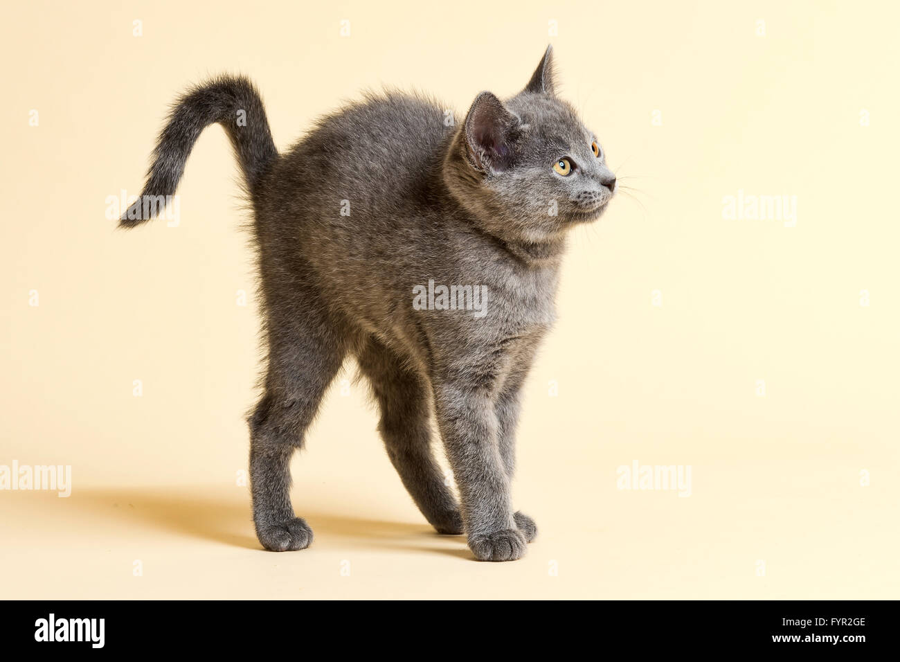 Chat de race, Bleu Russe, chaton, 9 semaines Banque D'Images