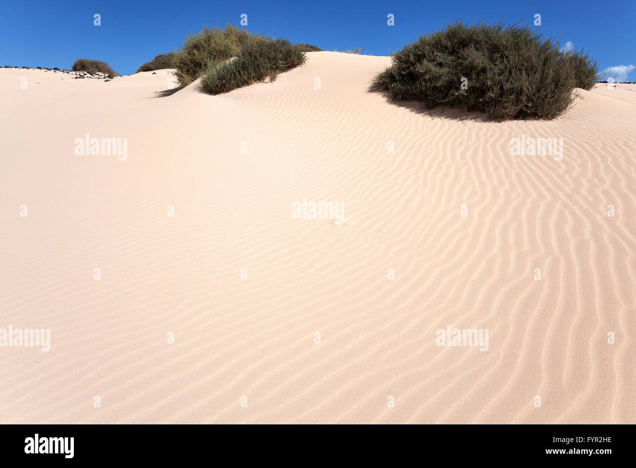 Les dunes de sable, les dunes errantes El Jable, Las Dunas de Corralejo, partie sud de ​​The Parc naturel de Corralejo, Fuerteventura Banque D'Images