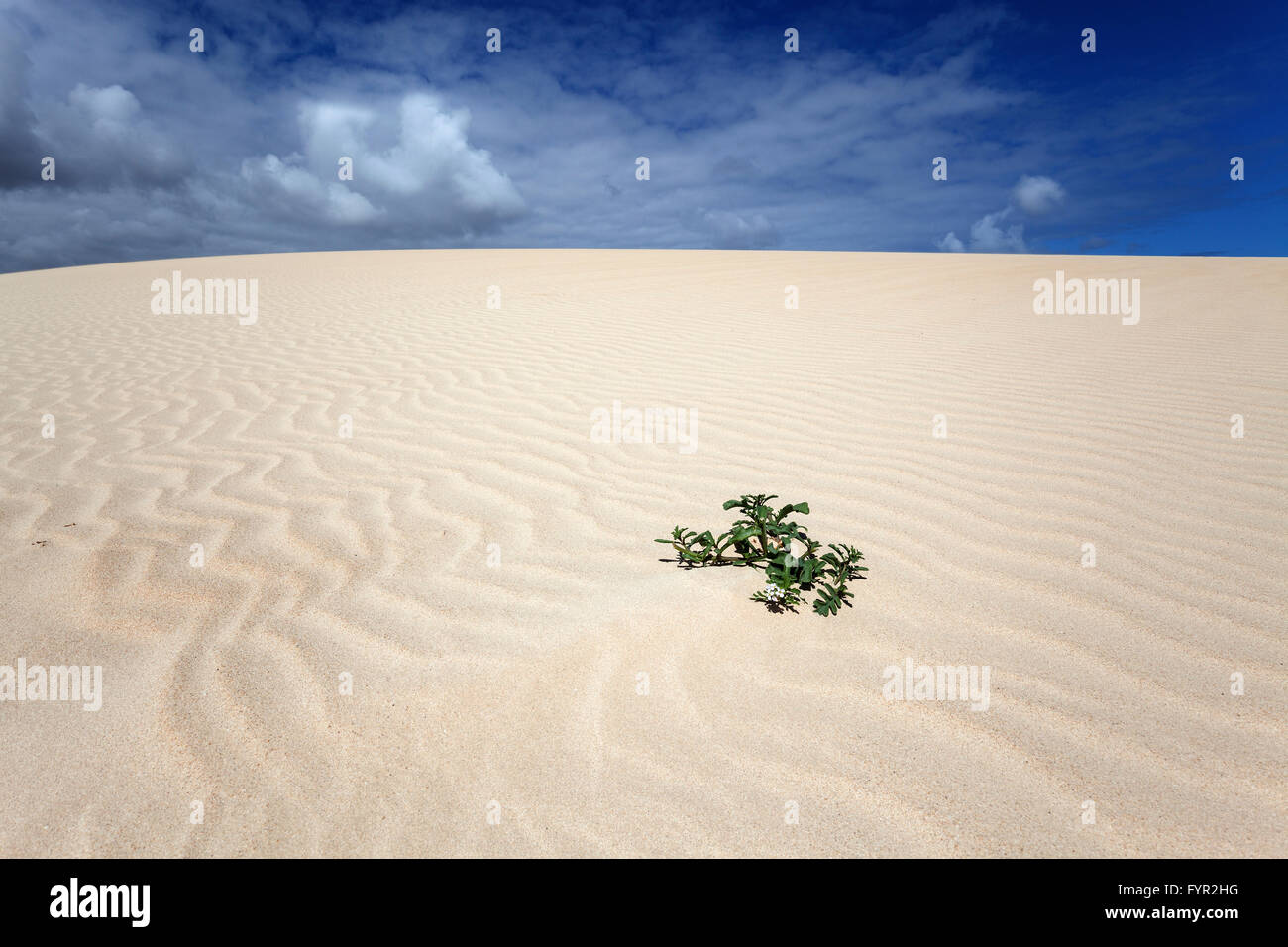 Seule plante poussant dans une dune de sable, dunes errantes El Jable, Las Dunas de Corralejo, Fuerteventura, parc naturel de Corralejo Banque D'Images