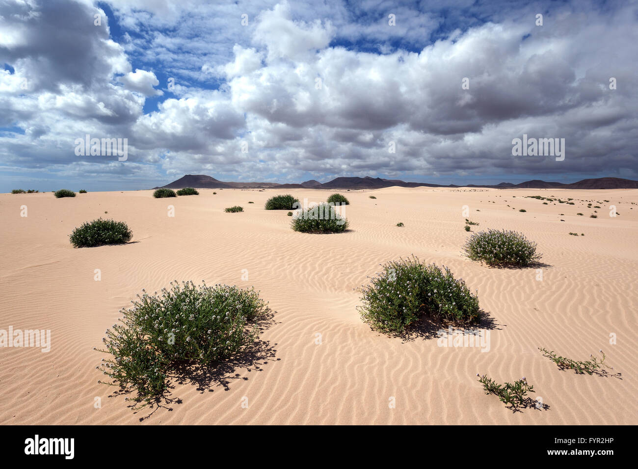 La floraison des plantes qui poussent dans les dunes de sable, dunes errantes El Jable, Las Dunas de Corralejo, parc naturel de Corralejo Banque D'Images
