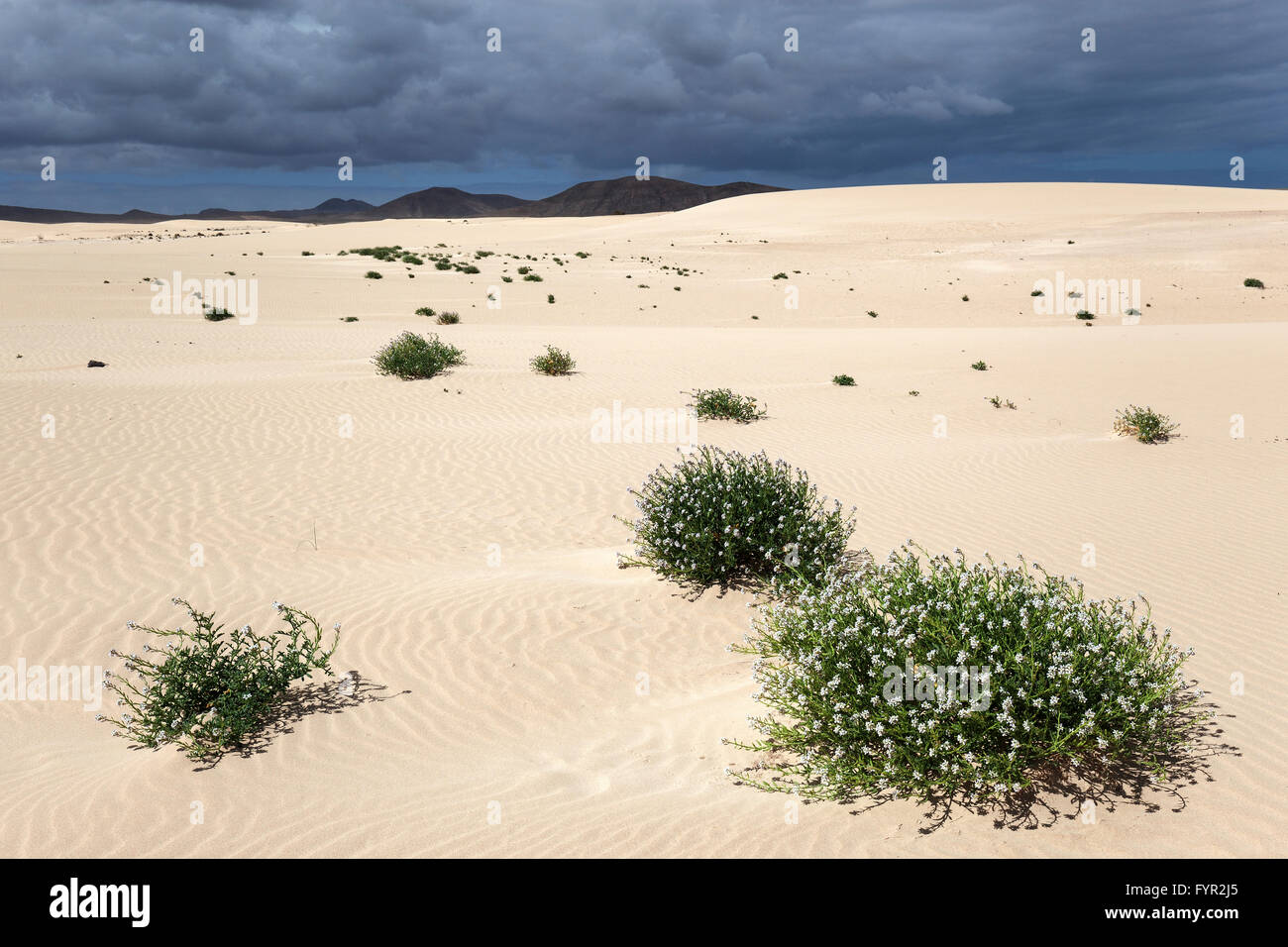 La floraison des plantes qui poussent dans les dunes de sable, dunes errantes El Jable, Las Dunas de Corralejo, parc naturel de Corralejo Banque D'Images