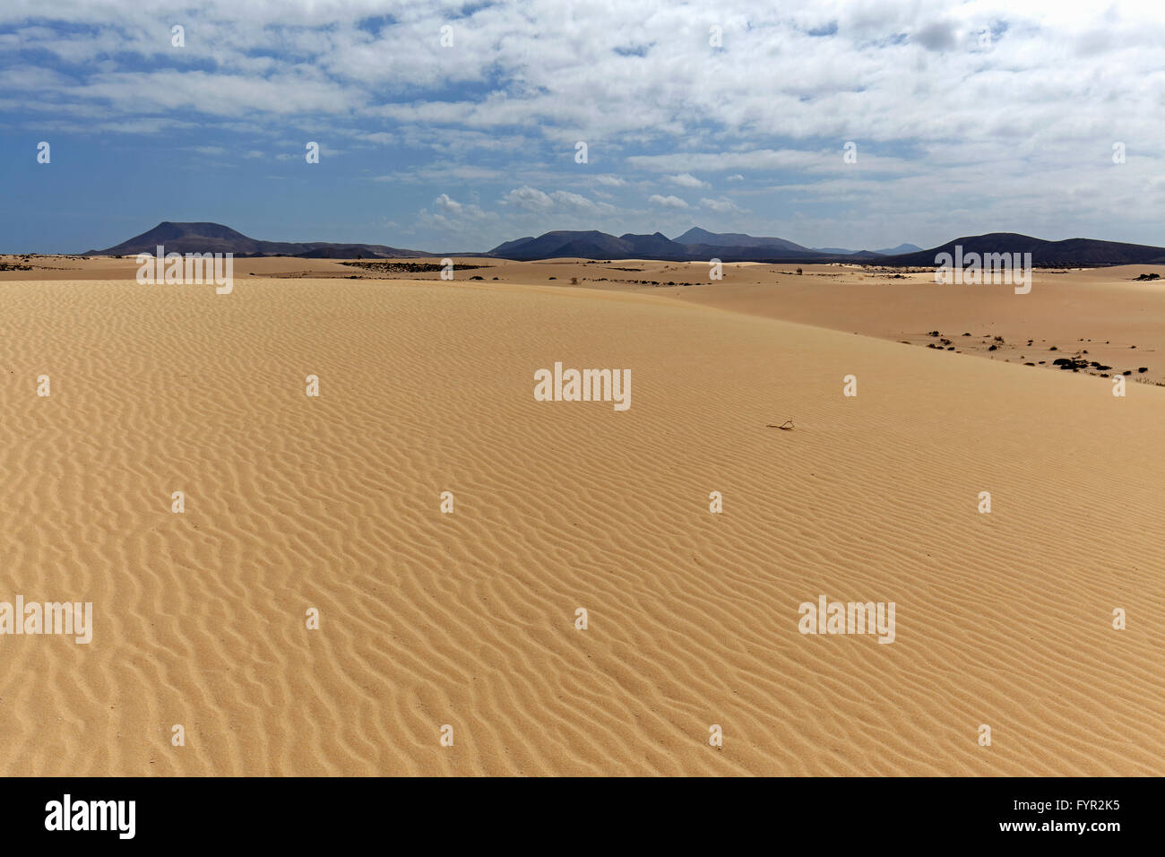 Dunes de sable dans les dunes errantes d'El Jable, Las Dunas de Corralejo, parc naturel de Corralejo, Fuerteventura, Îles Canaries Banque D'Images