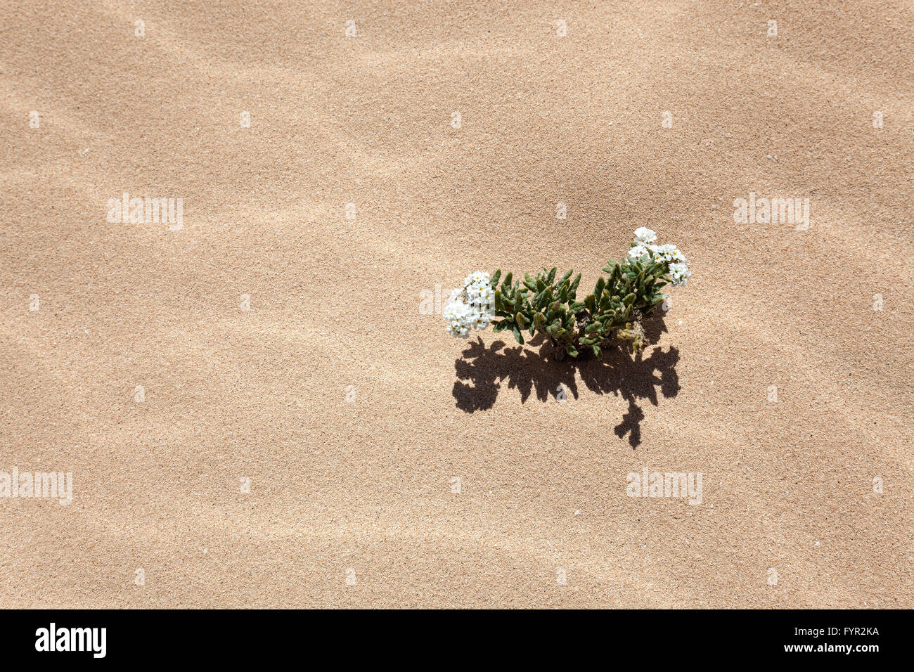 Plante en fleurs dans les dunes de sable, dunes errantes d'El Jable, Las Dunas de Corralejo, Fuerteventura, parc naturel de Corralejo Banque D'Images