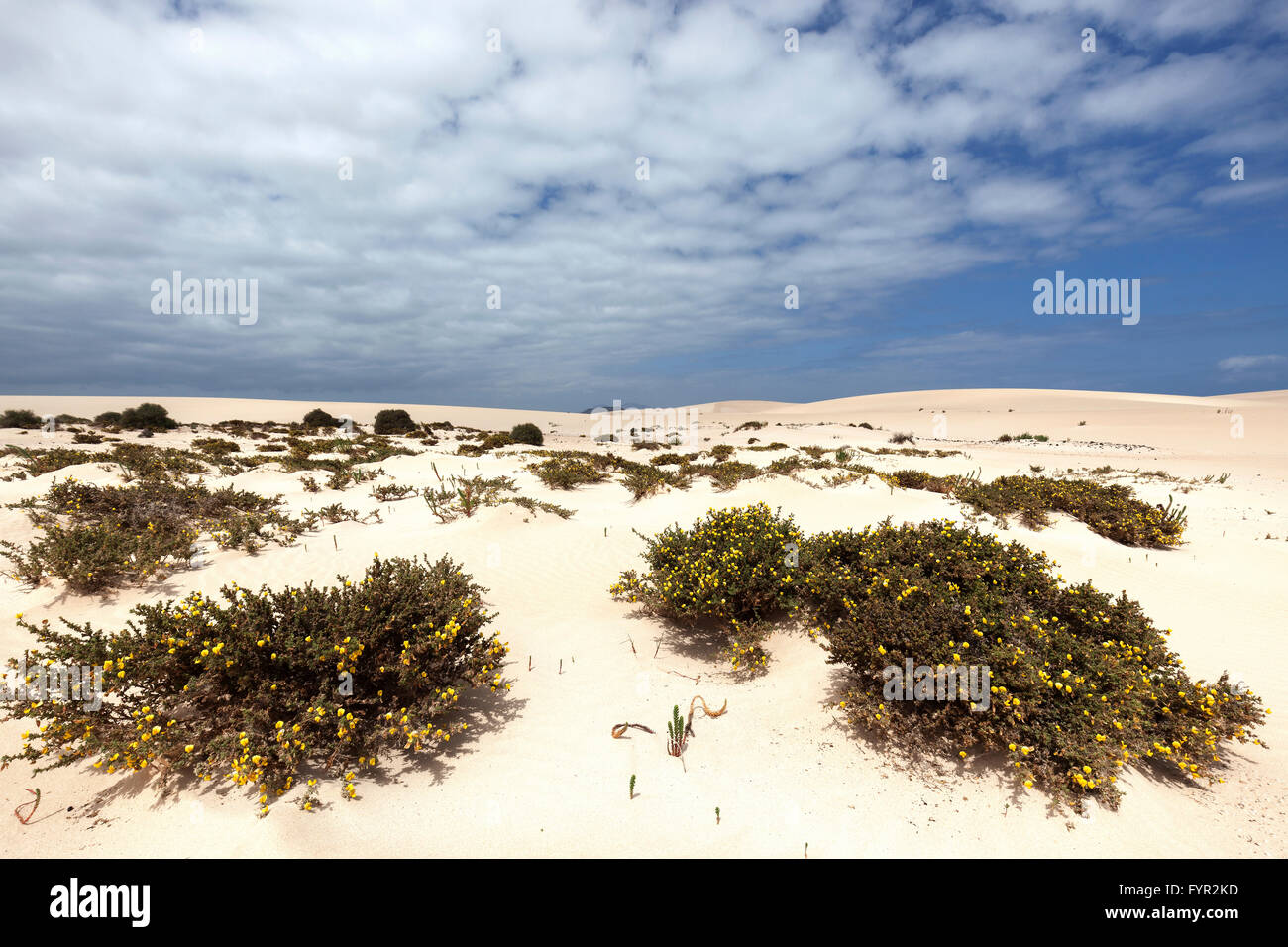 Plantes du désert en fleurs (ononis Ononis vaginalis) dans les dunes de l'errance d'El Jable, Las Dunas de Corralejo Banque D'Images